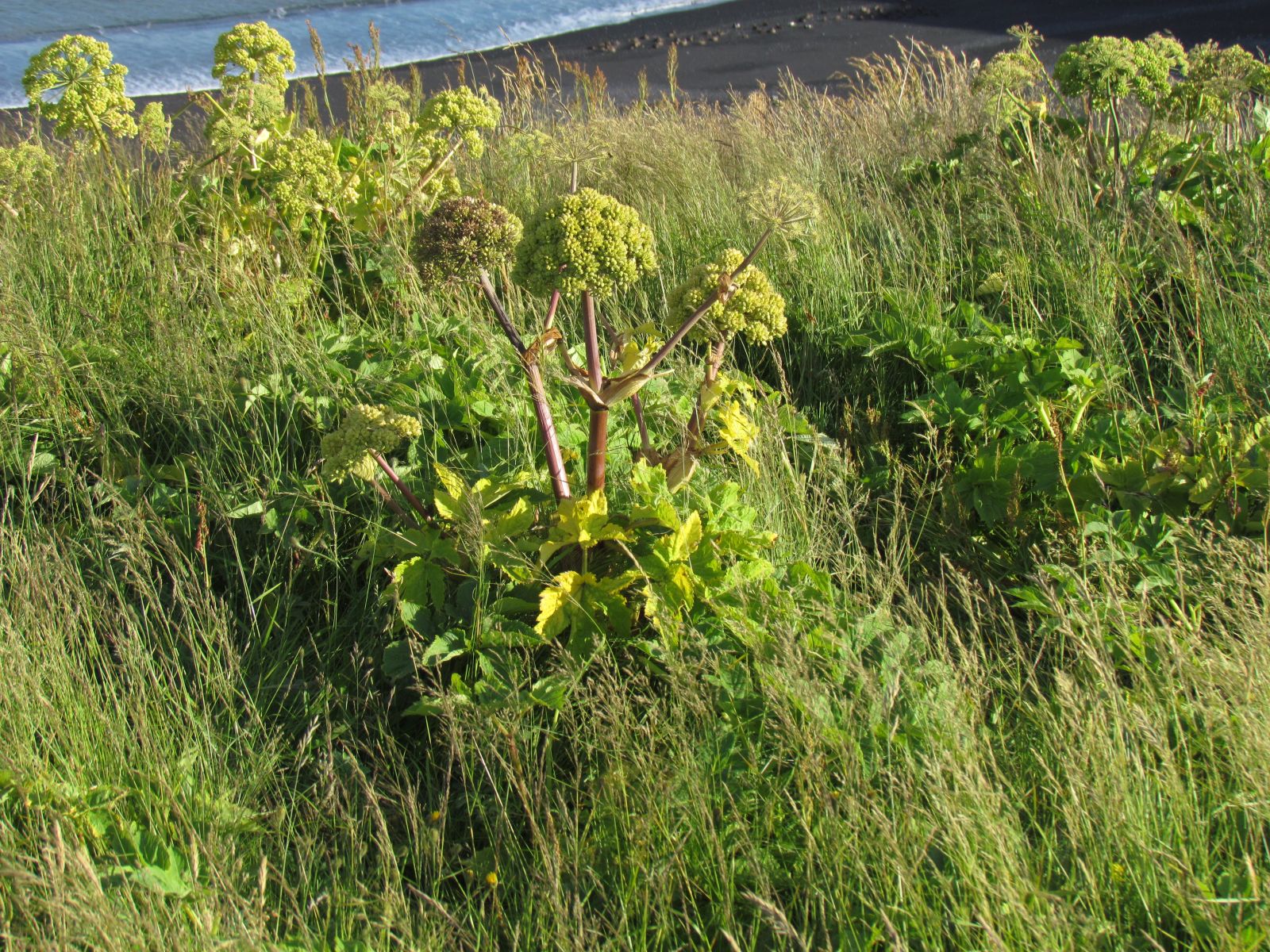 Near Vík - Dyrhólæy