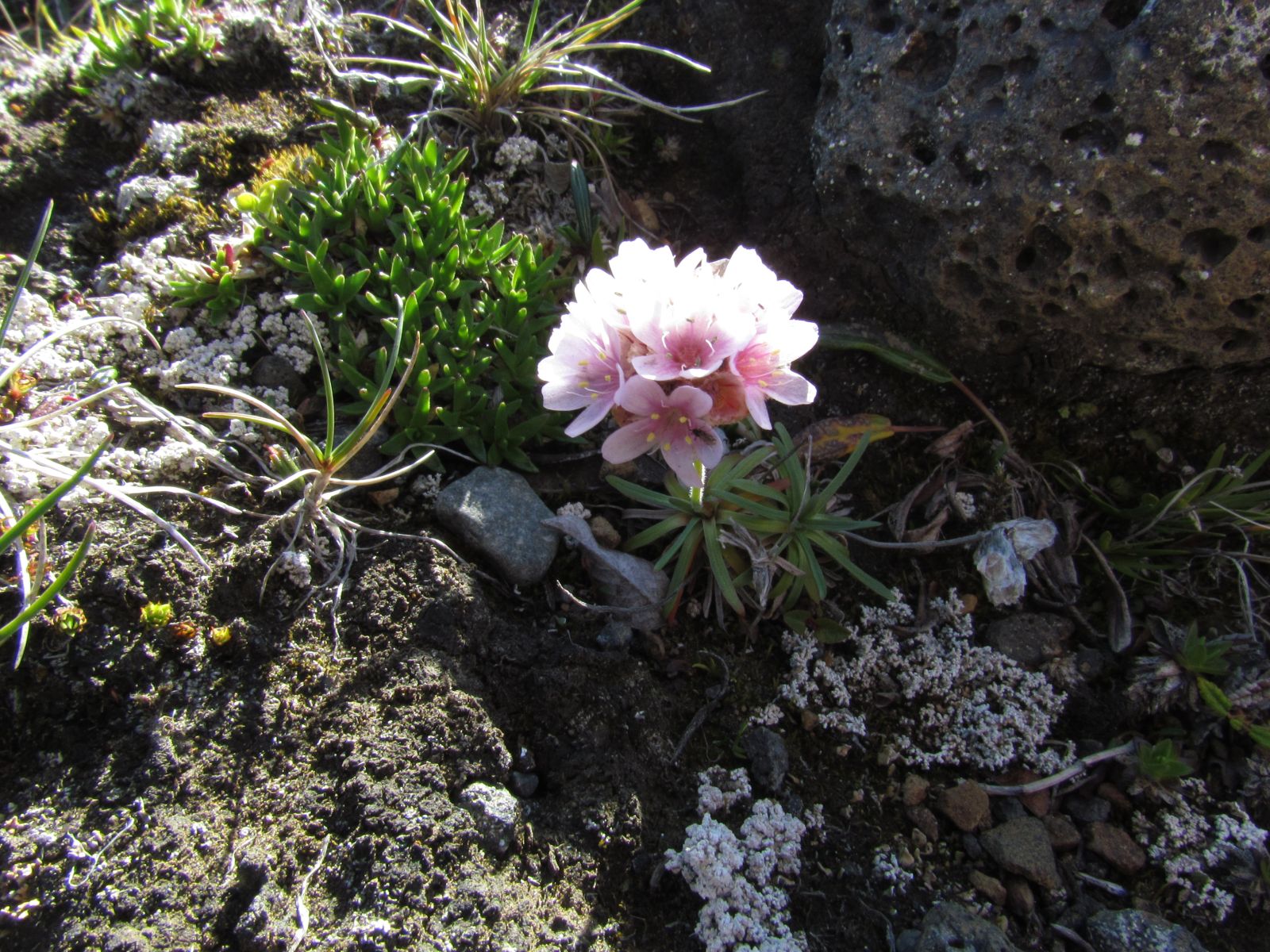 At Möðrudalsöræfi plateau