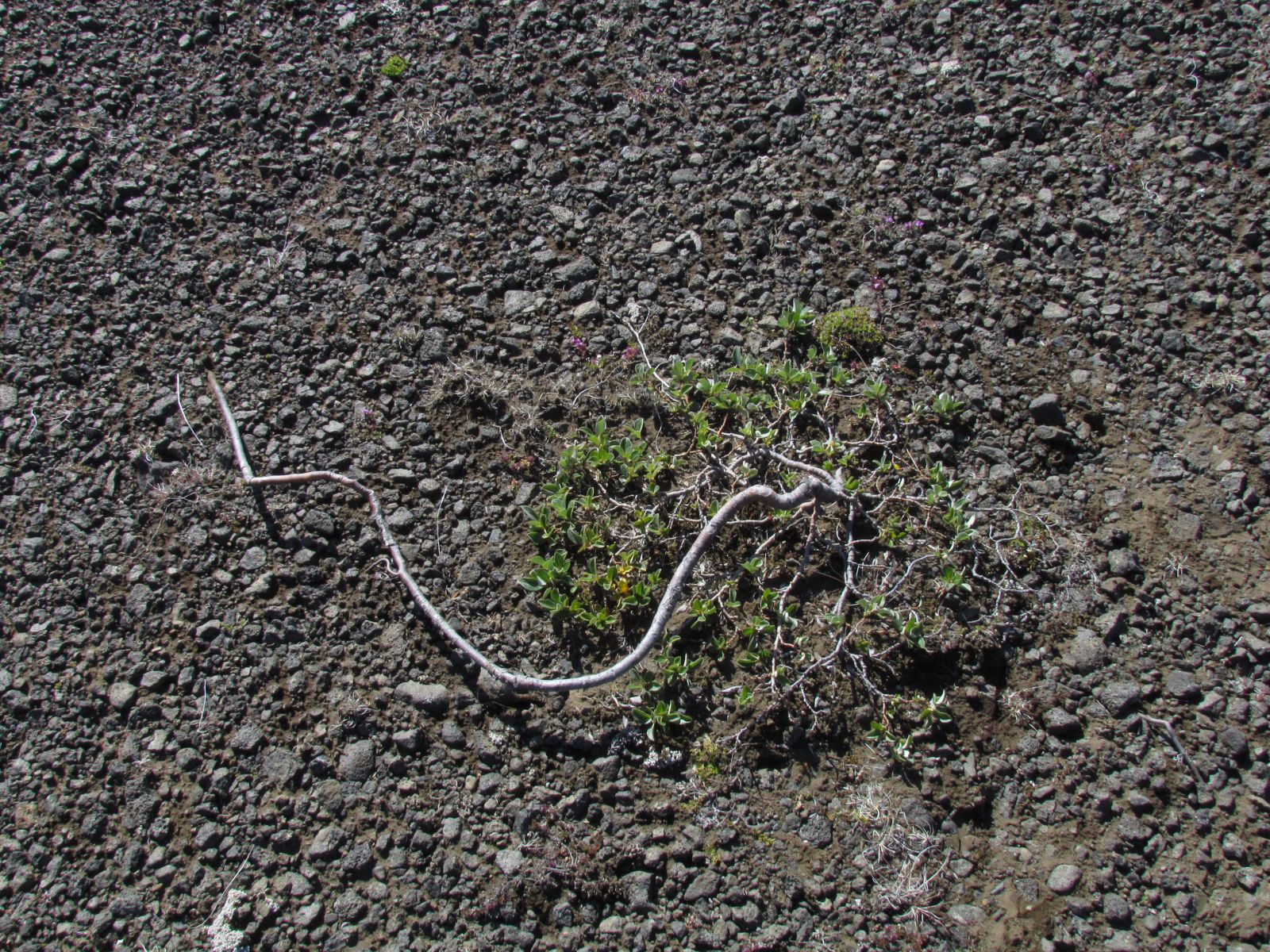 At Möðrudalsöræfi plateau