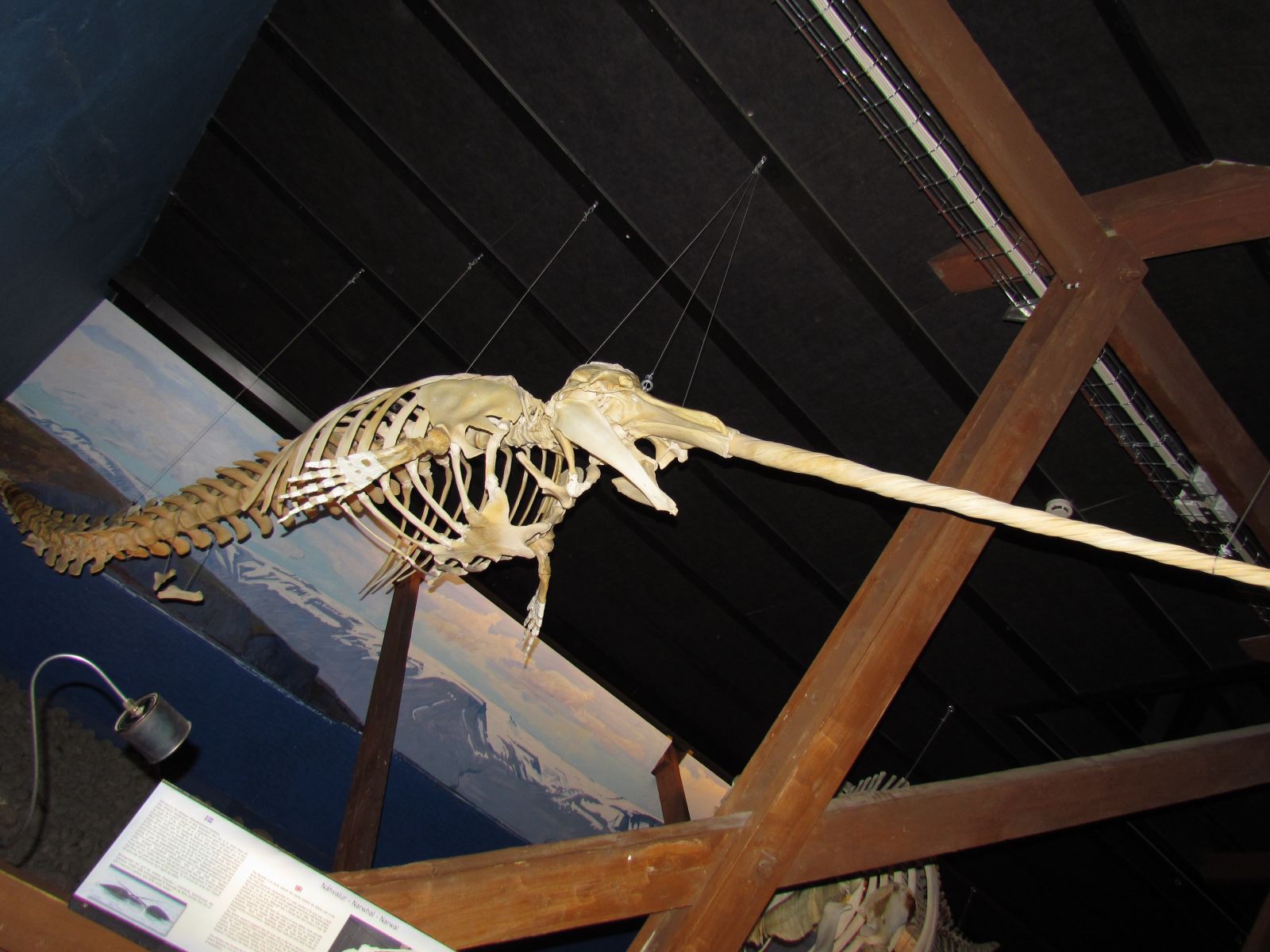 Húsavík - Whale museum - Narwhal