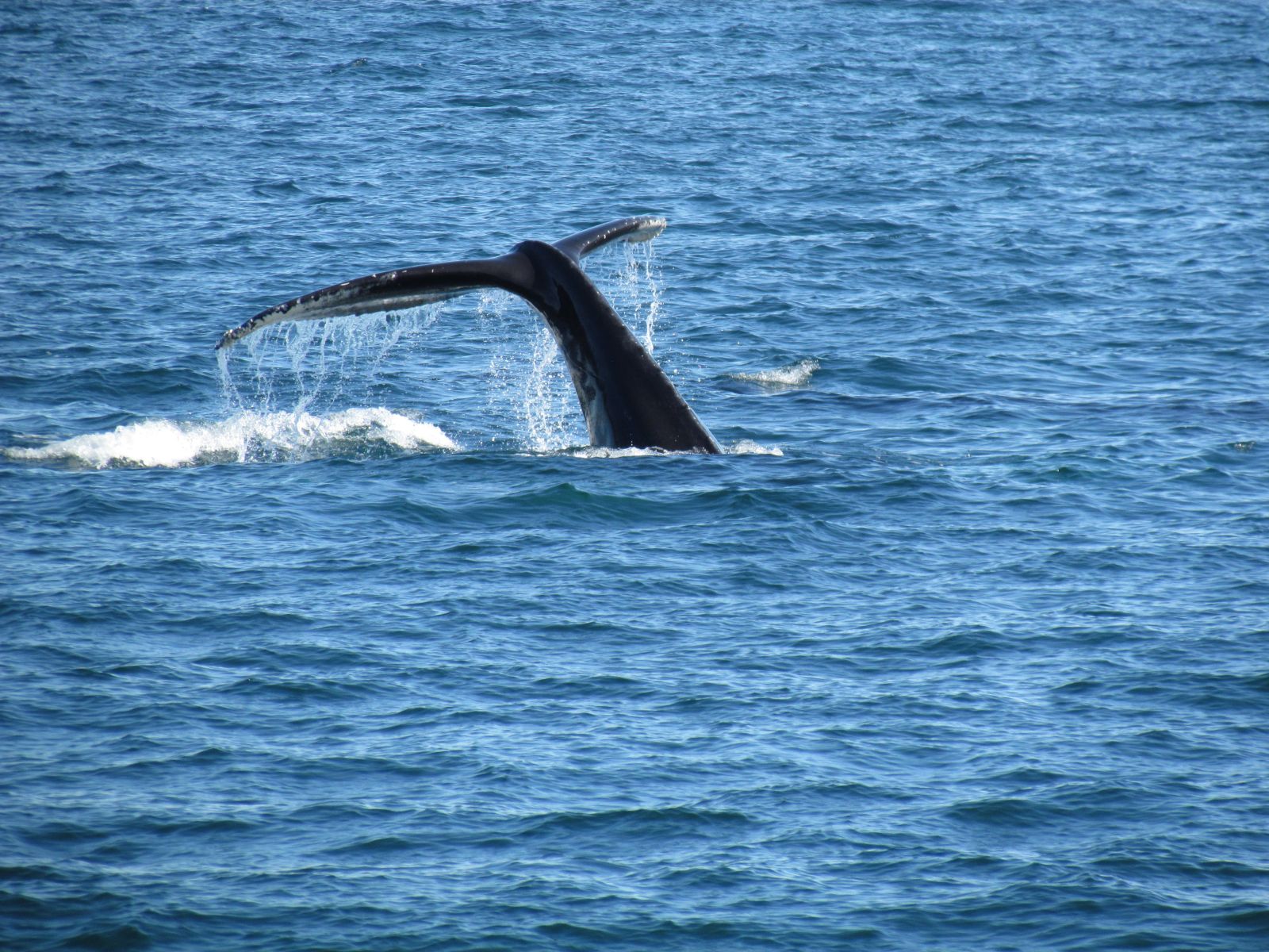 Húsavík - Whale watching