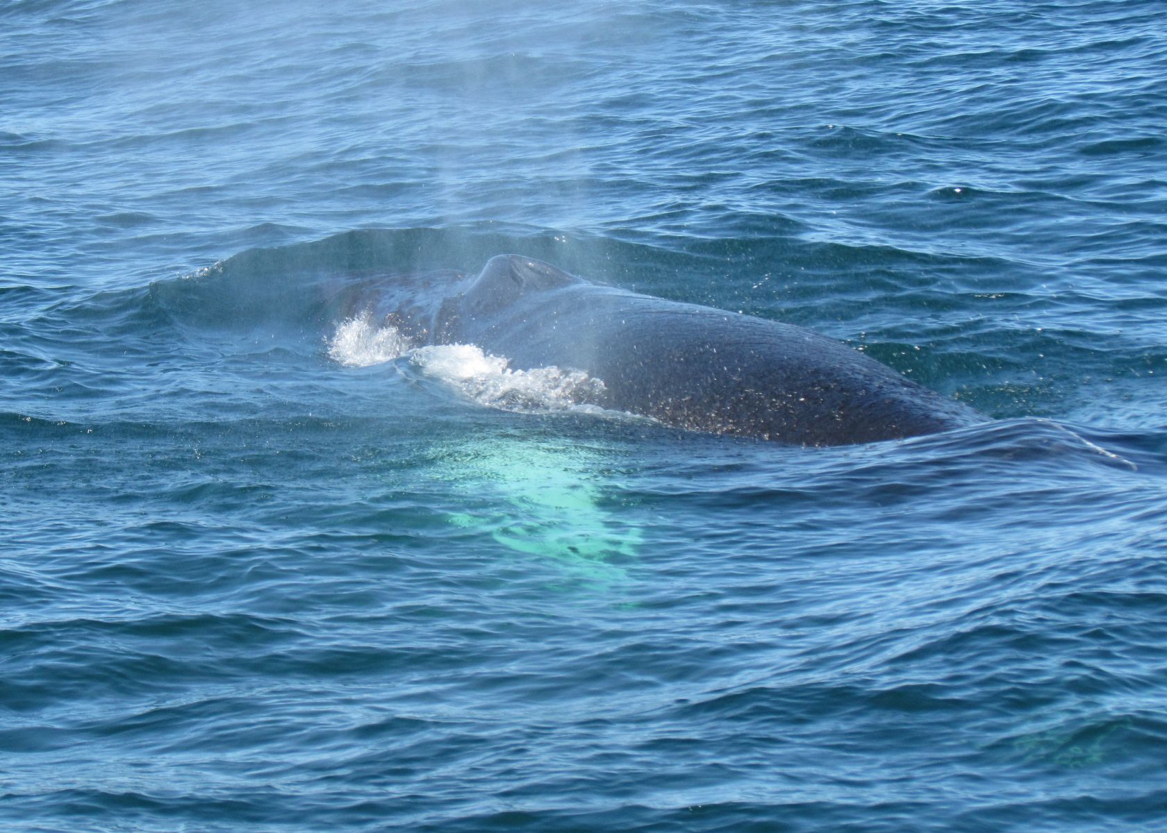 Húsavík - Whale watching
