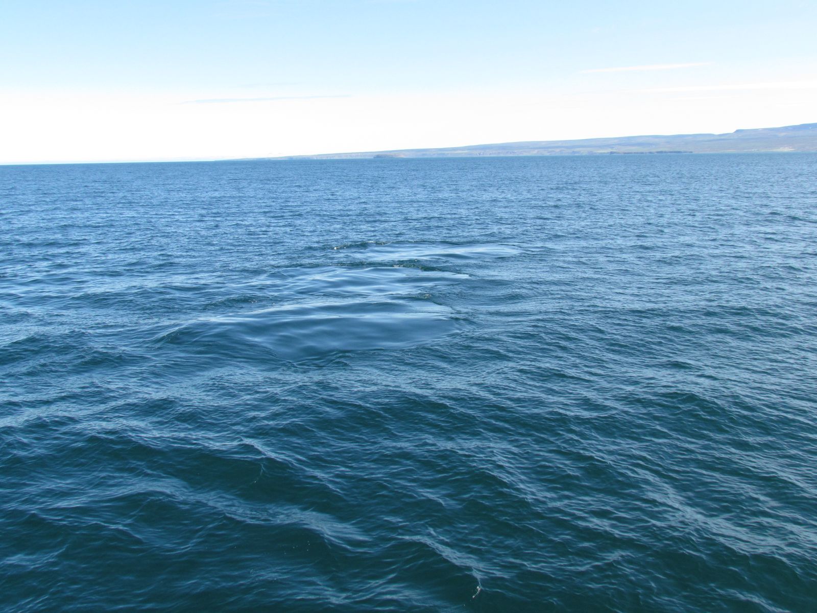 Húsavík - Whale watching