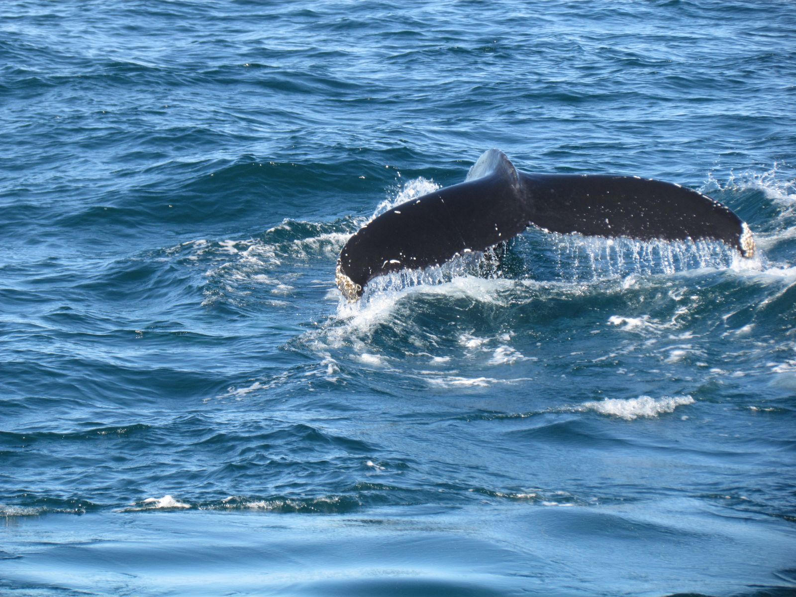 Húsavík - Whale watching