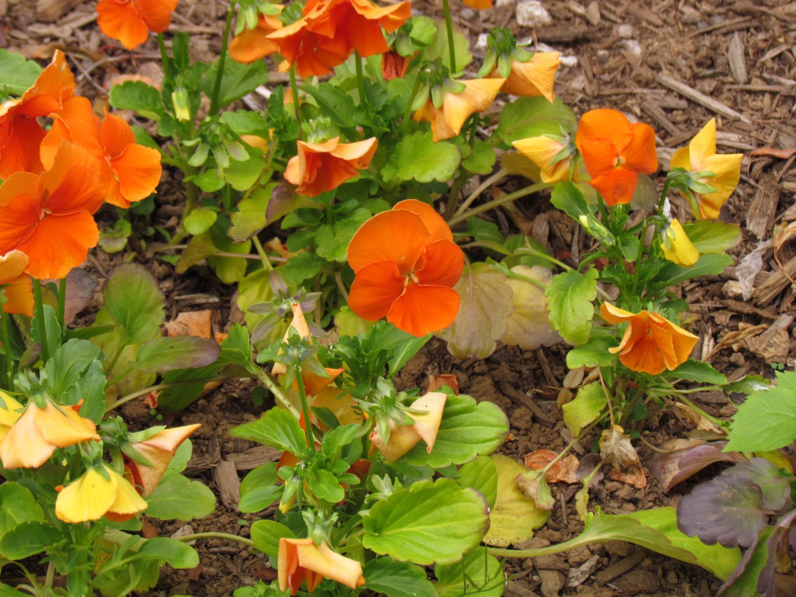 Akureyri - Botanical garden