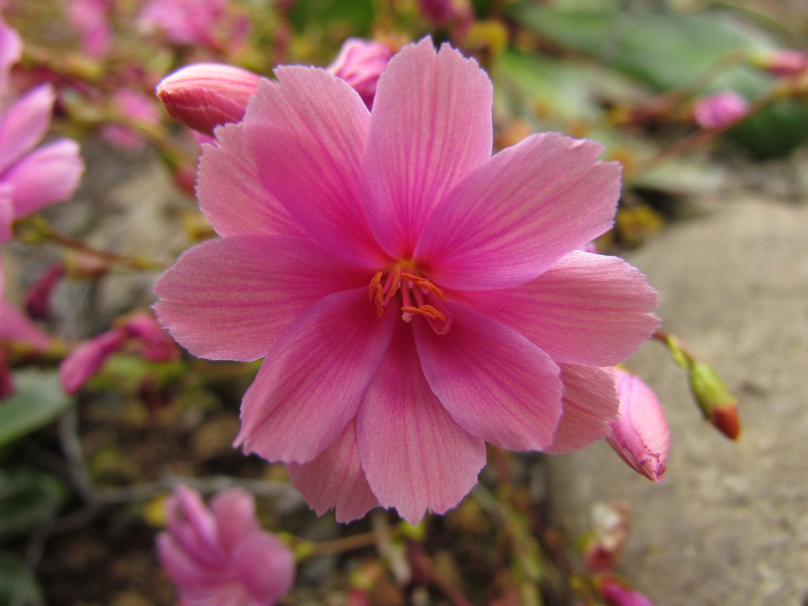 Akureyri - Botanical garden