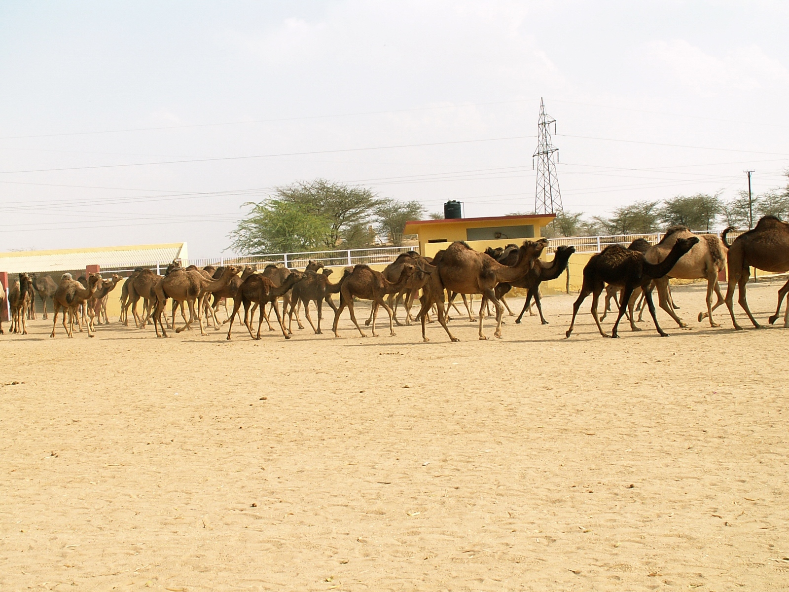 Jorbeer - Camel Research Institute