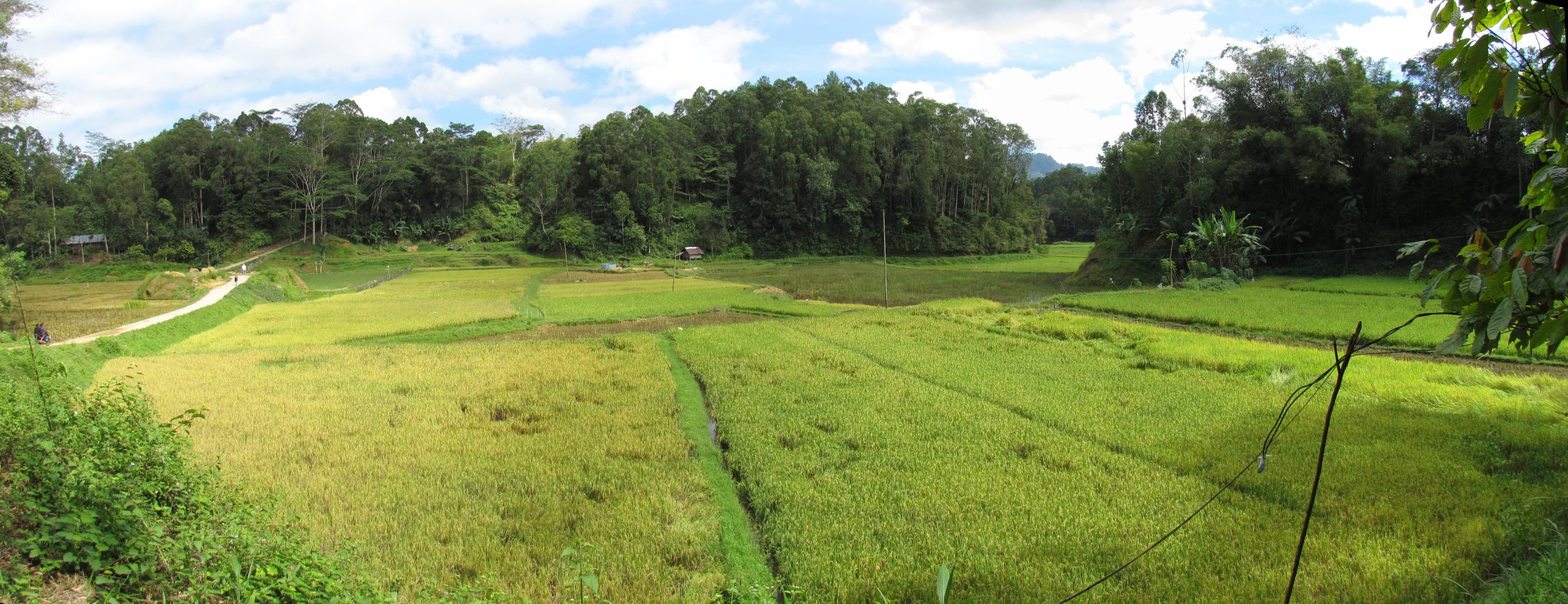 Toraja - Lemo - Rice fields