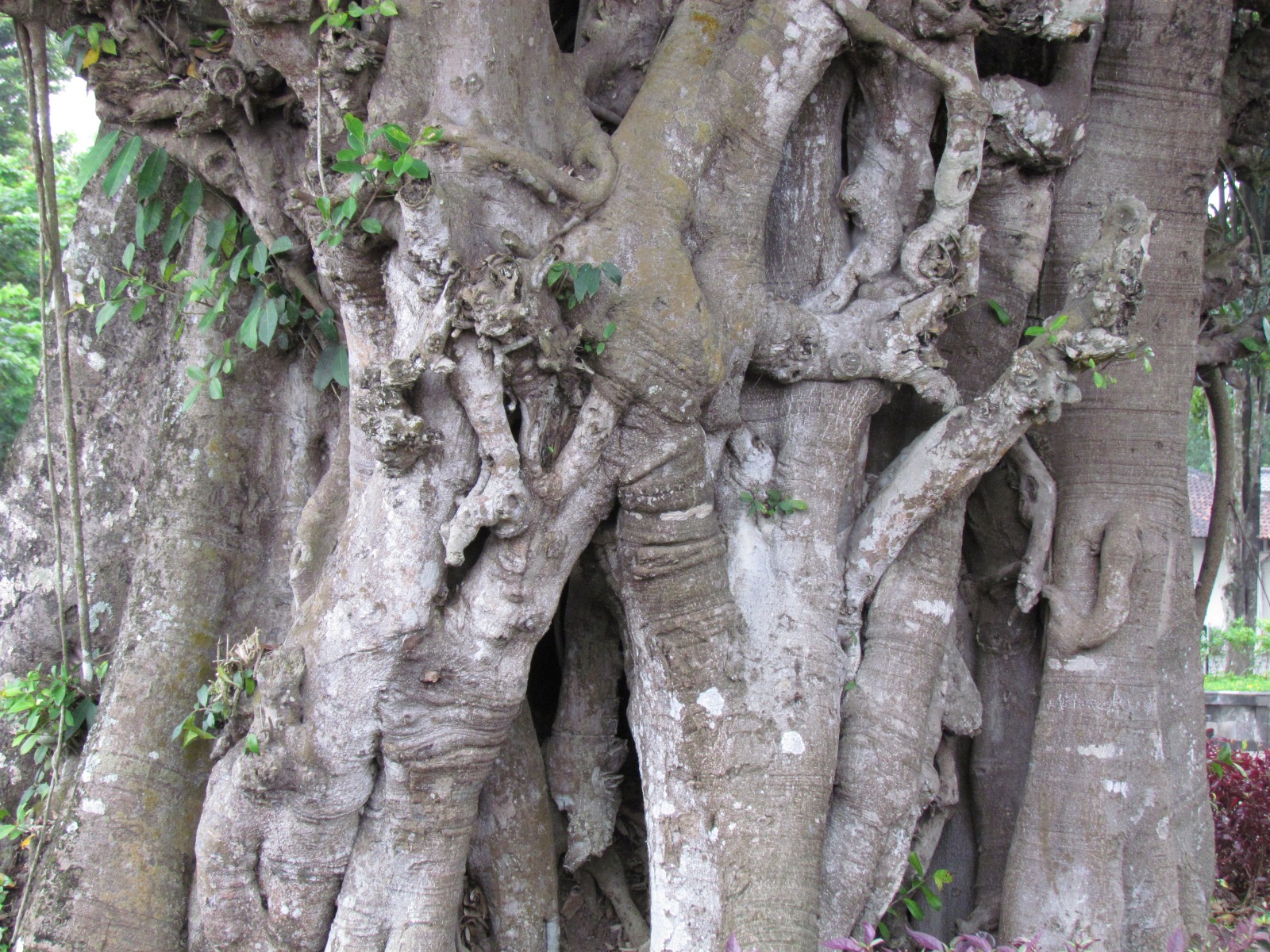 Borobudur temple - Banyan tree
