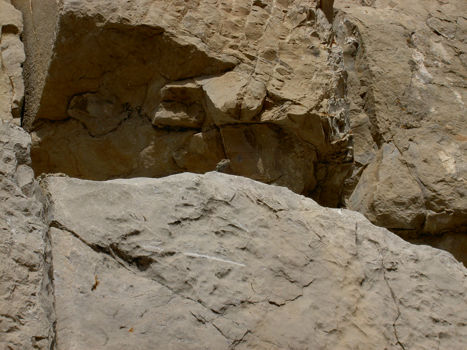 Persepolis - Someone is watching