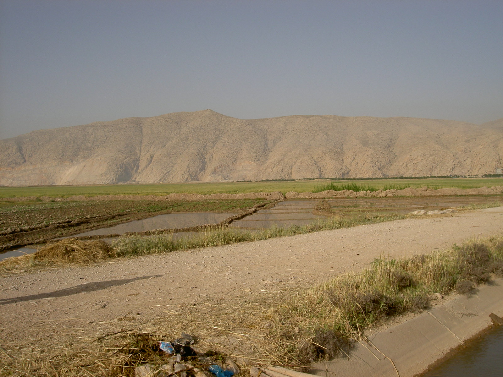 Near Shiraz - Rice fields