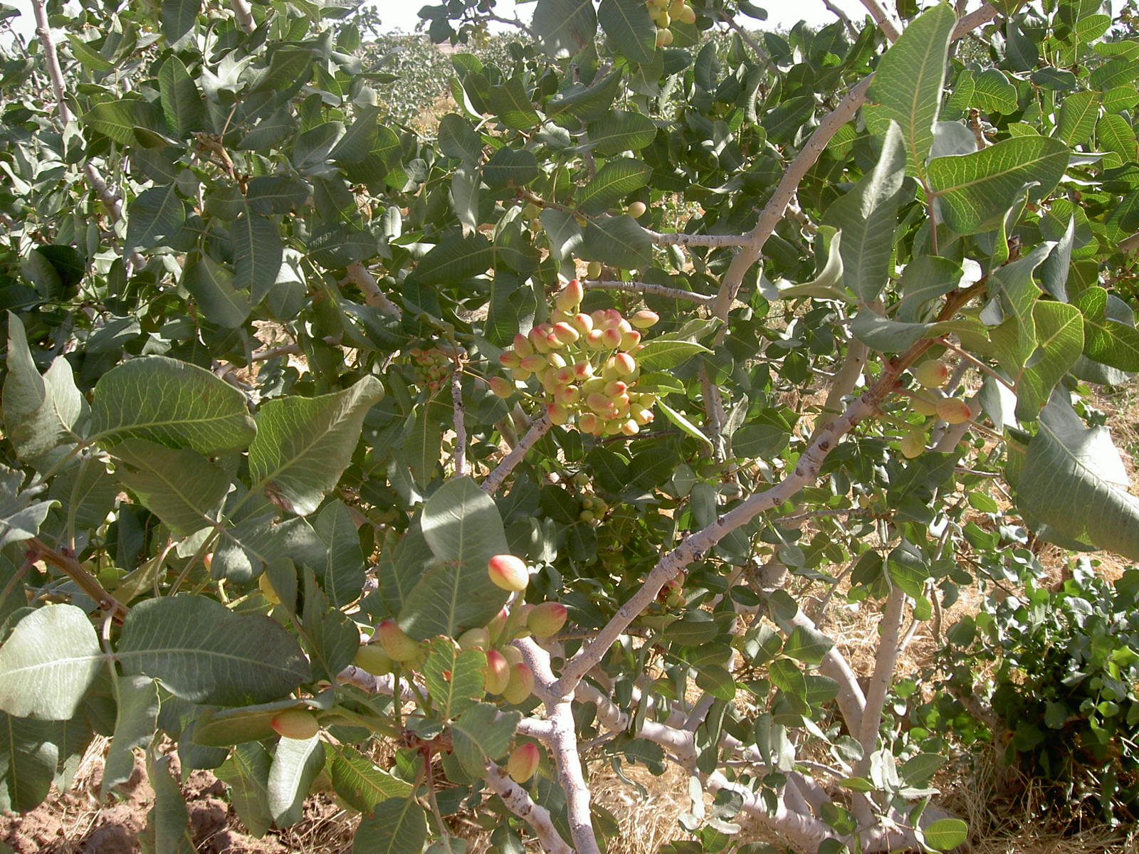 Near Yazd - Pistachio plant