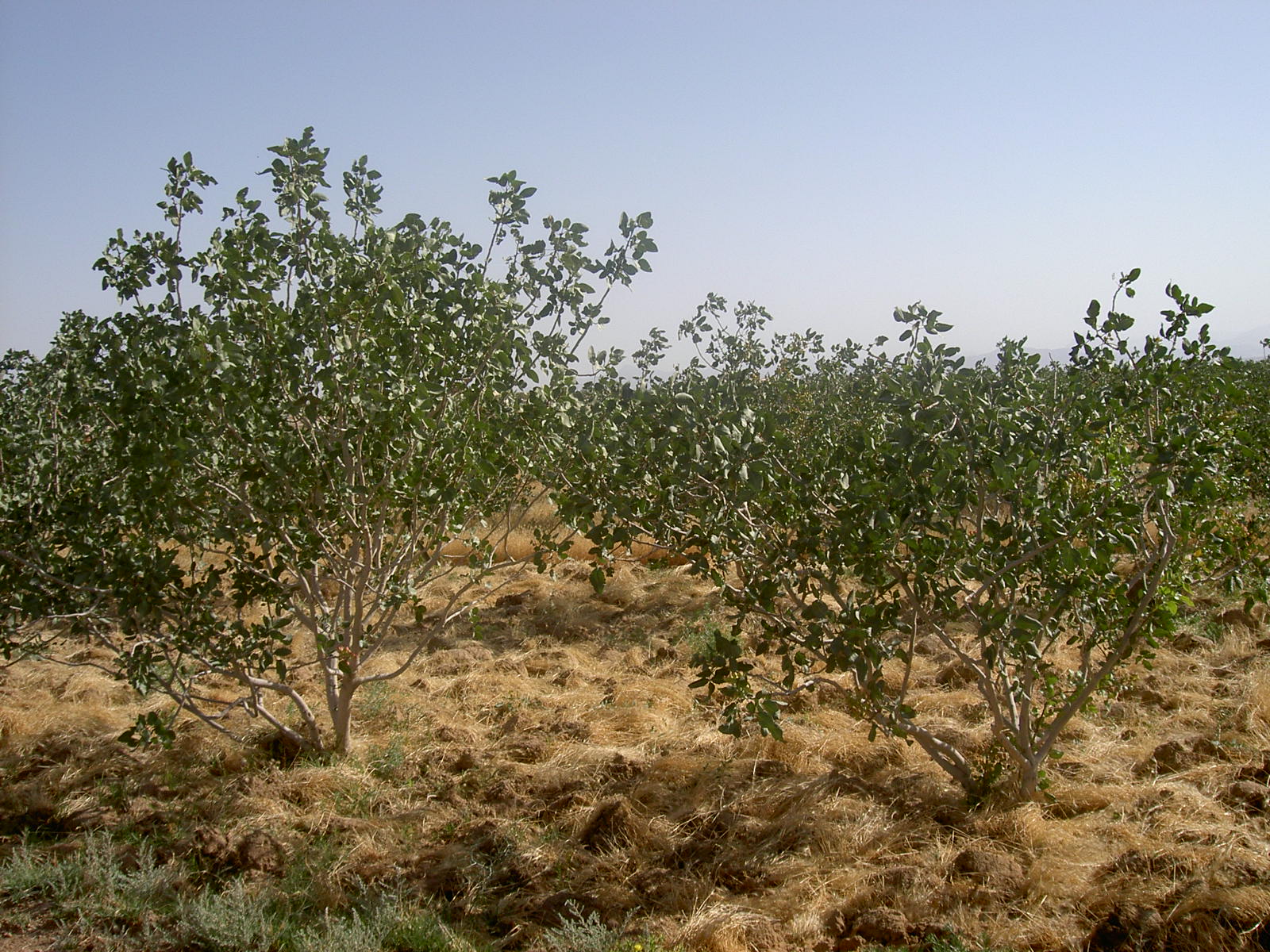 Near Yazd - Pistachio plants