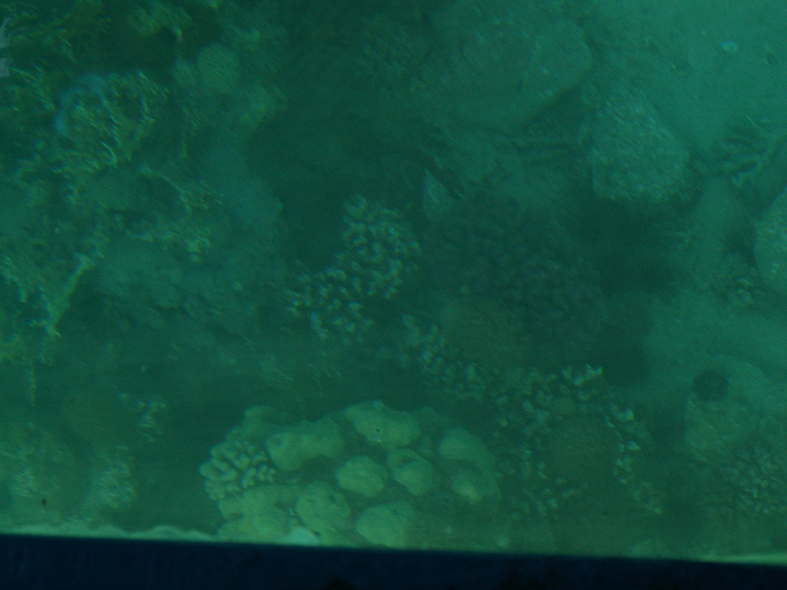 Aqaba - Coral reef