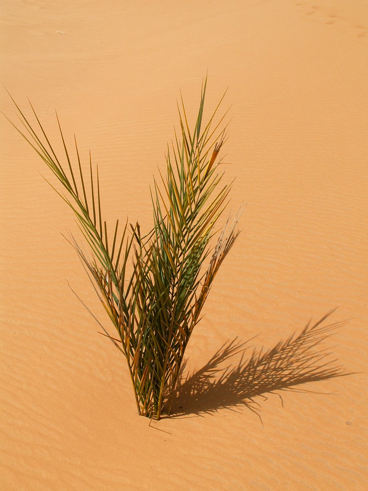 Ubari Lakes - Um al-Maa