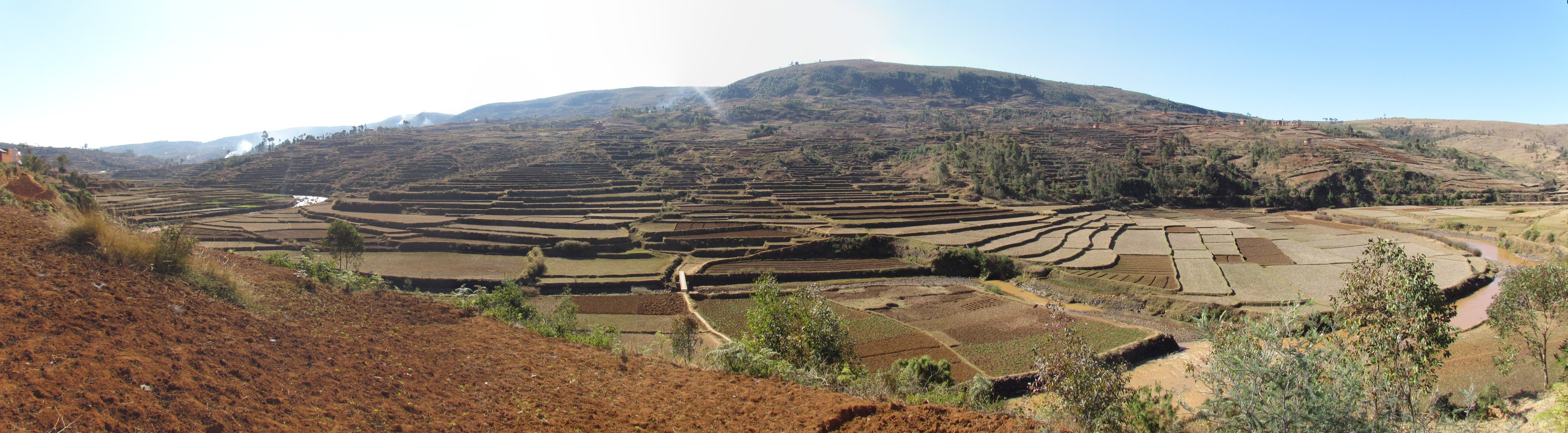 Near Ambohibary - Rice fields - Panorama
