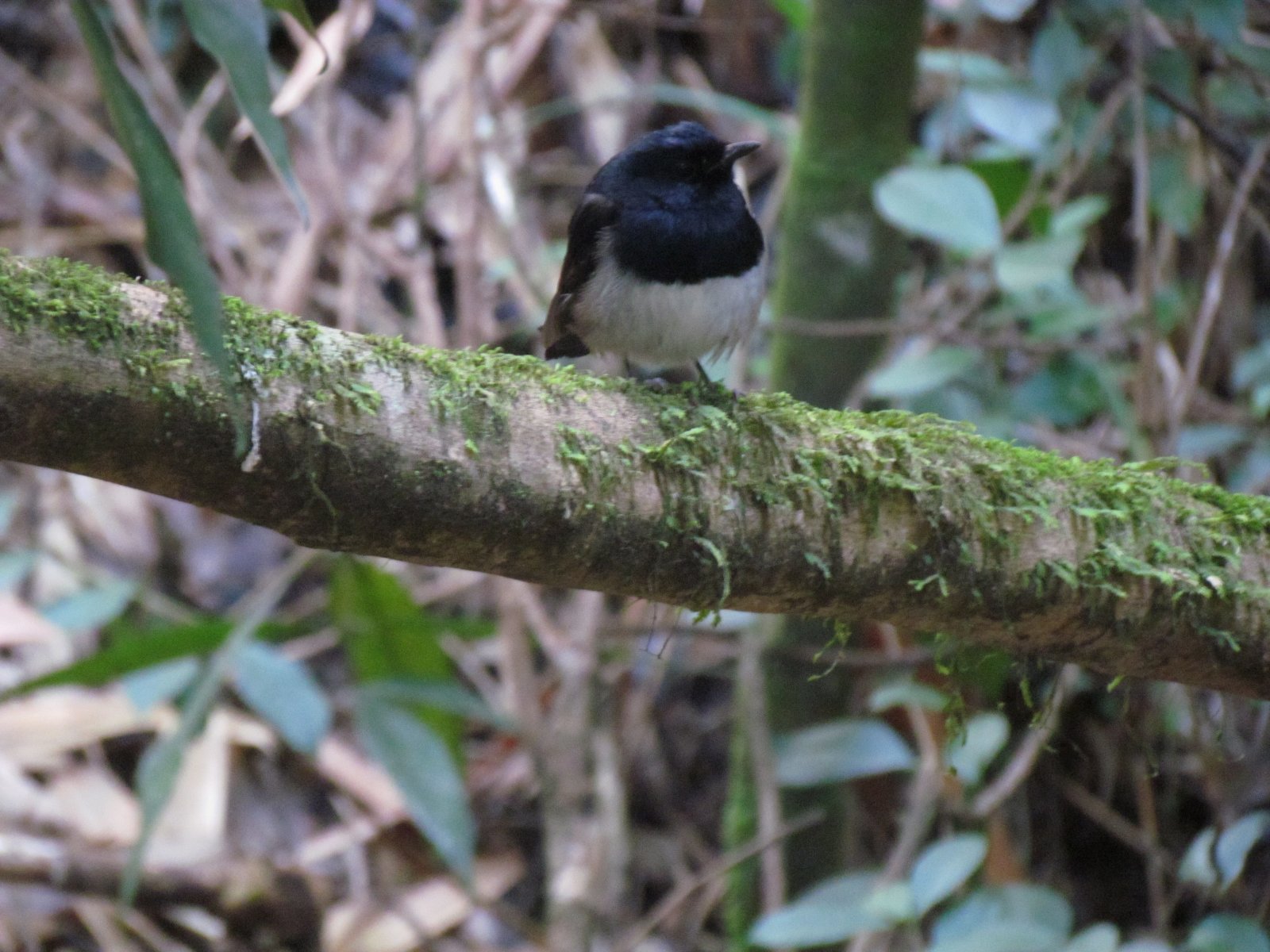 Ranomafana - Tropical rainforest - Bird