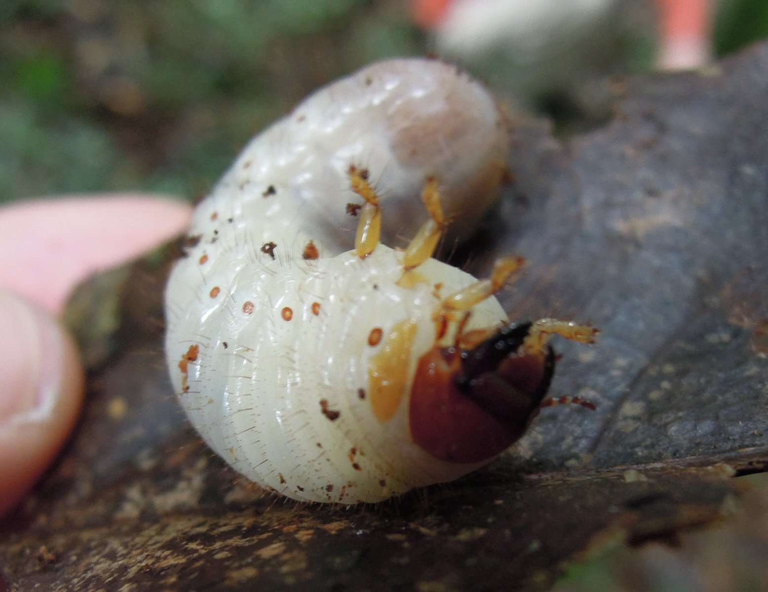 Ranomafana - Tropical rainforest - Big caterpillar