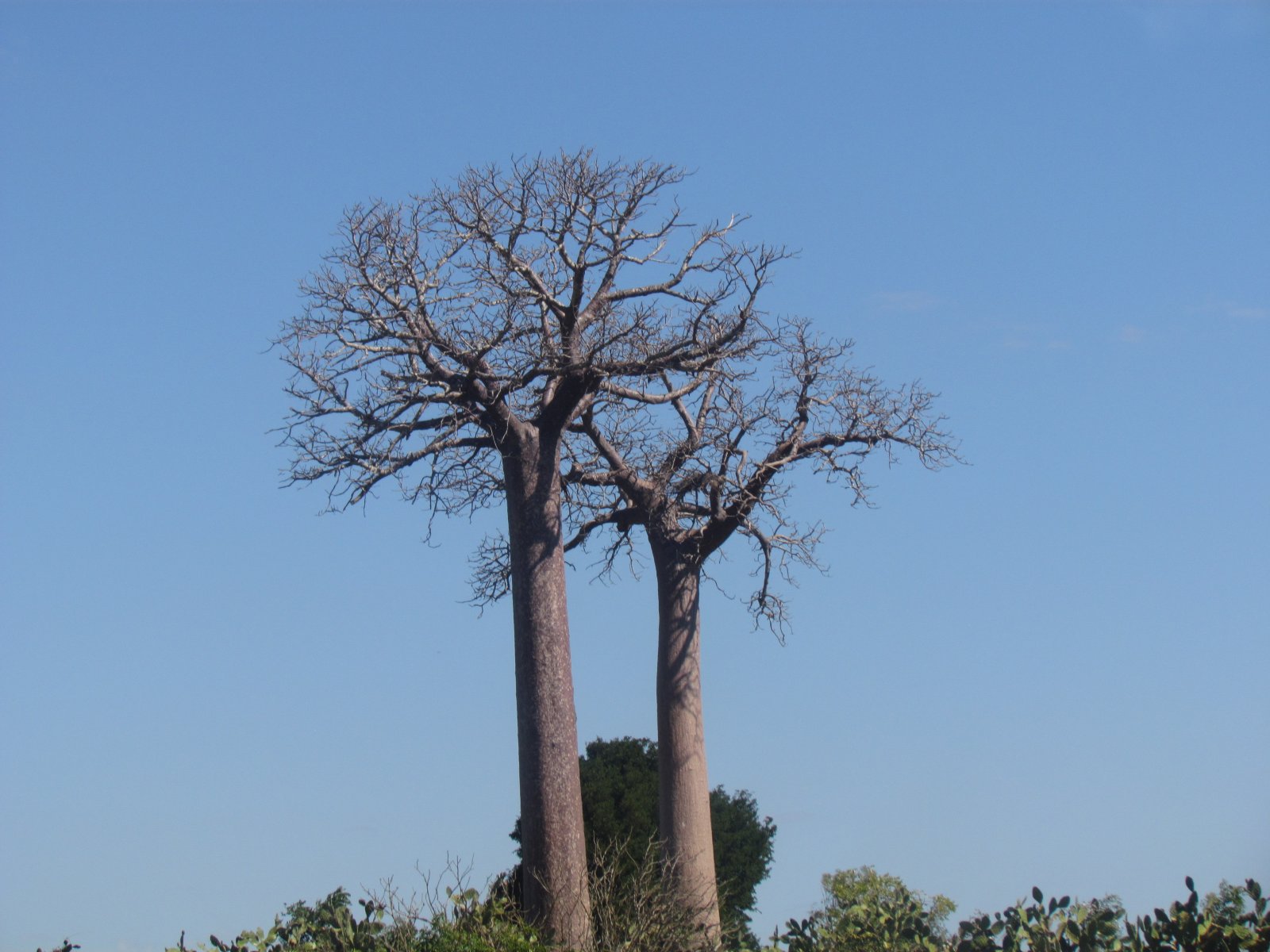 Near Toliara - Baobabs