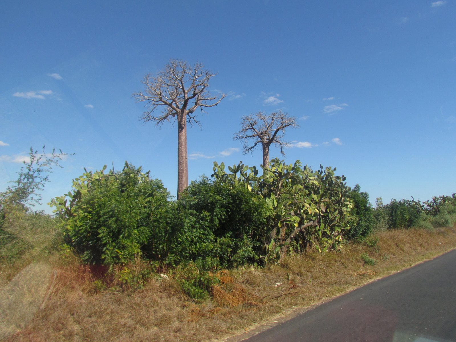 Near Toliara - Baobabs