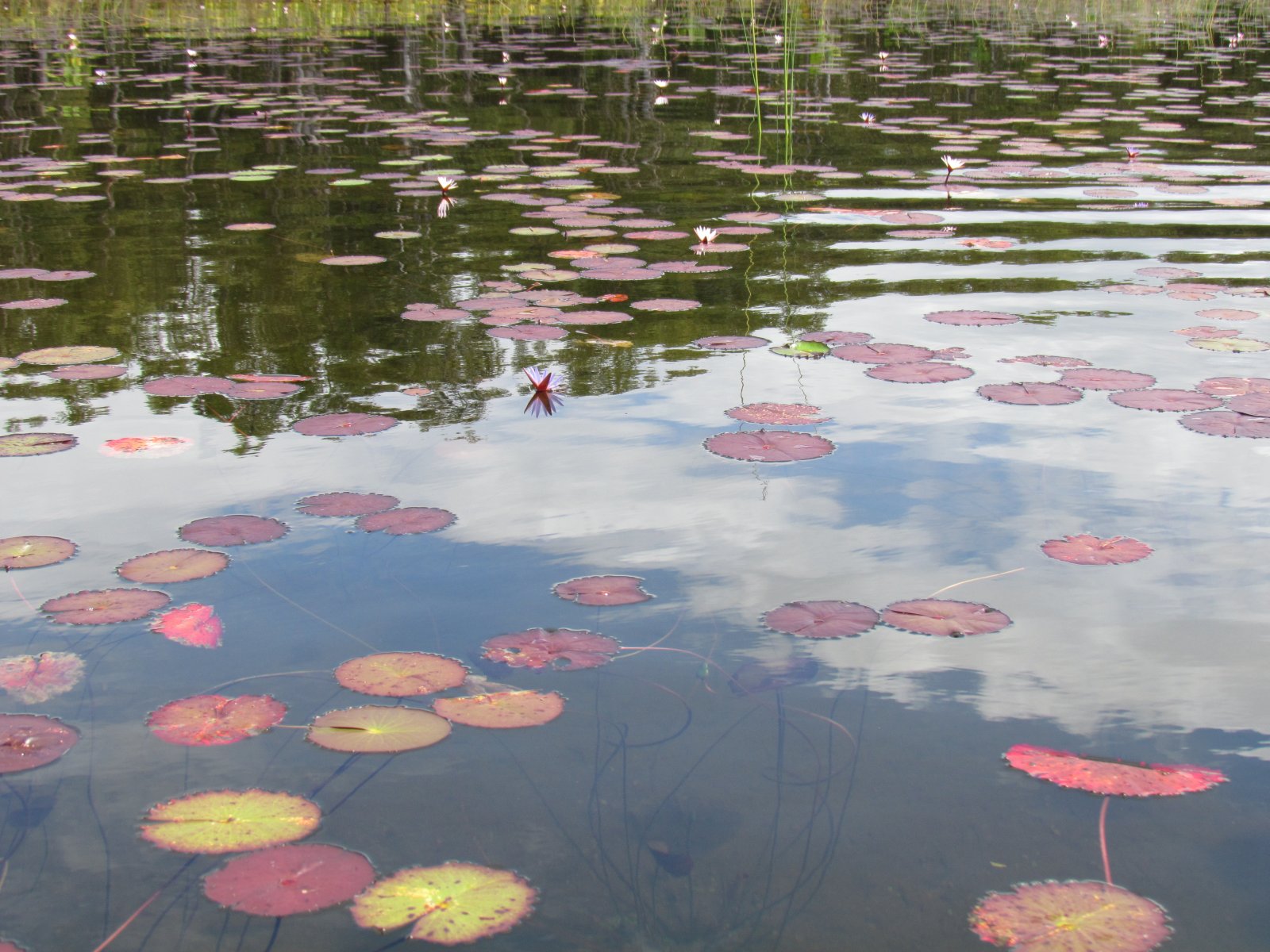 Pangalanes lakes - Water lily
