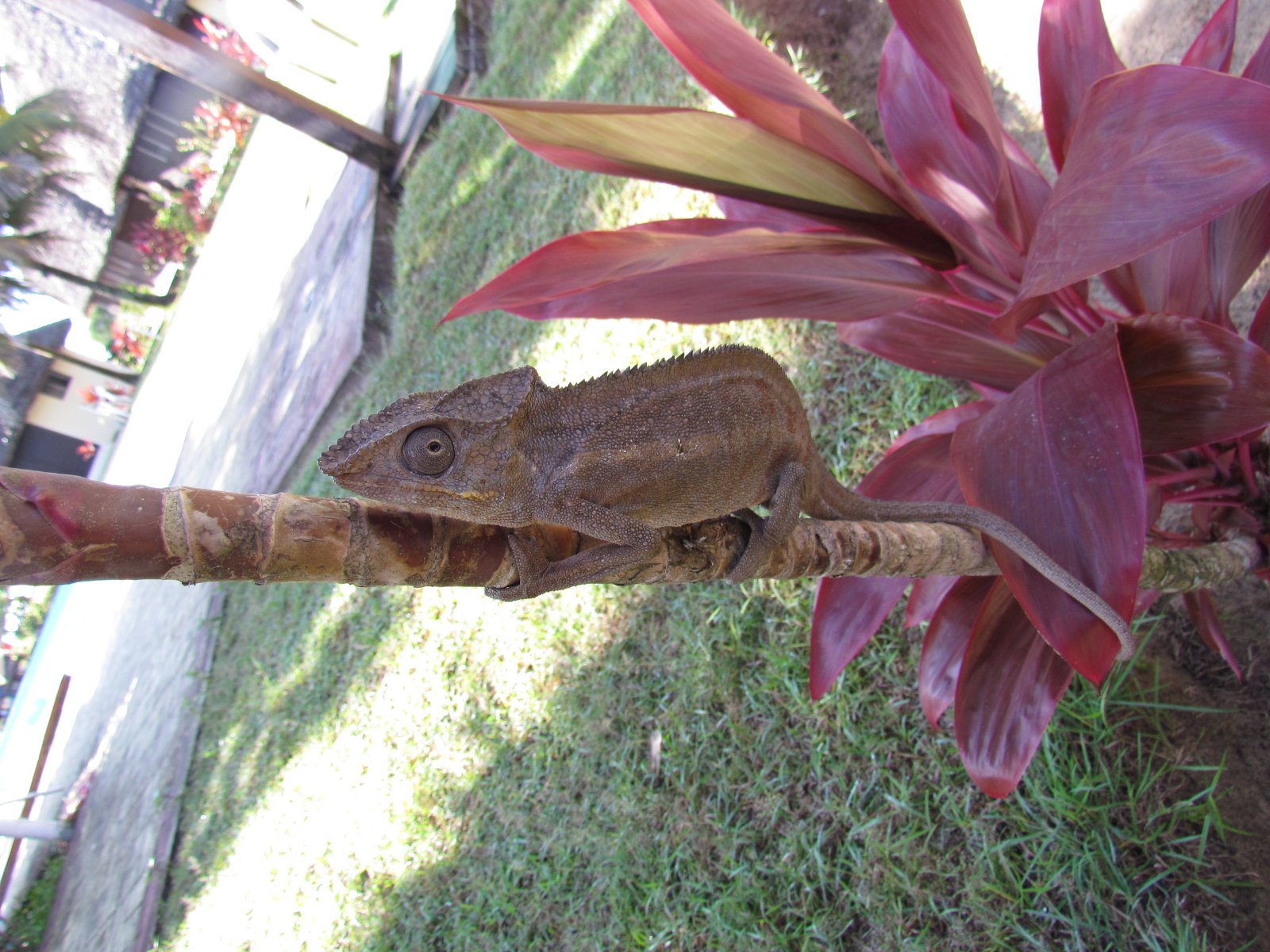 Foulpointe - Malagasy giant chameleon (Furcifer oustaleti)