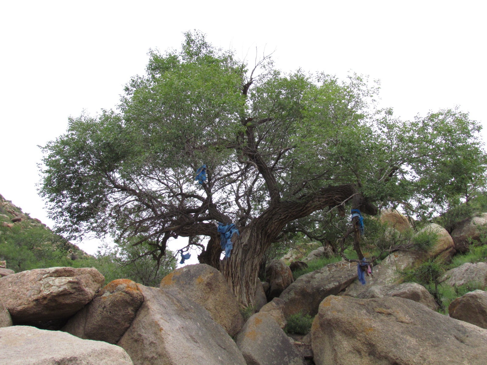 Khogno Khan national park