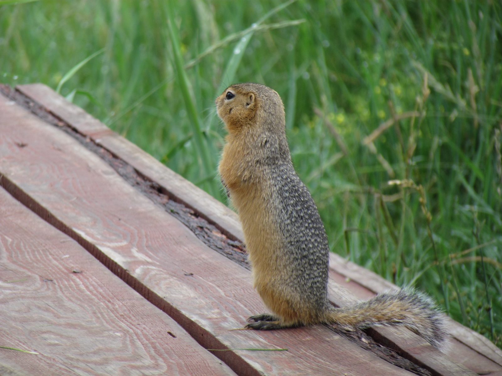 Khangai Camp - Long-tailed ground squirrel (Urocitellus undulatus)