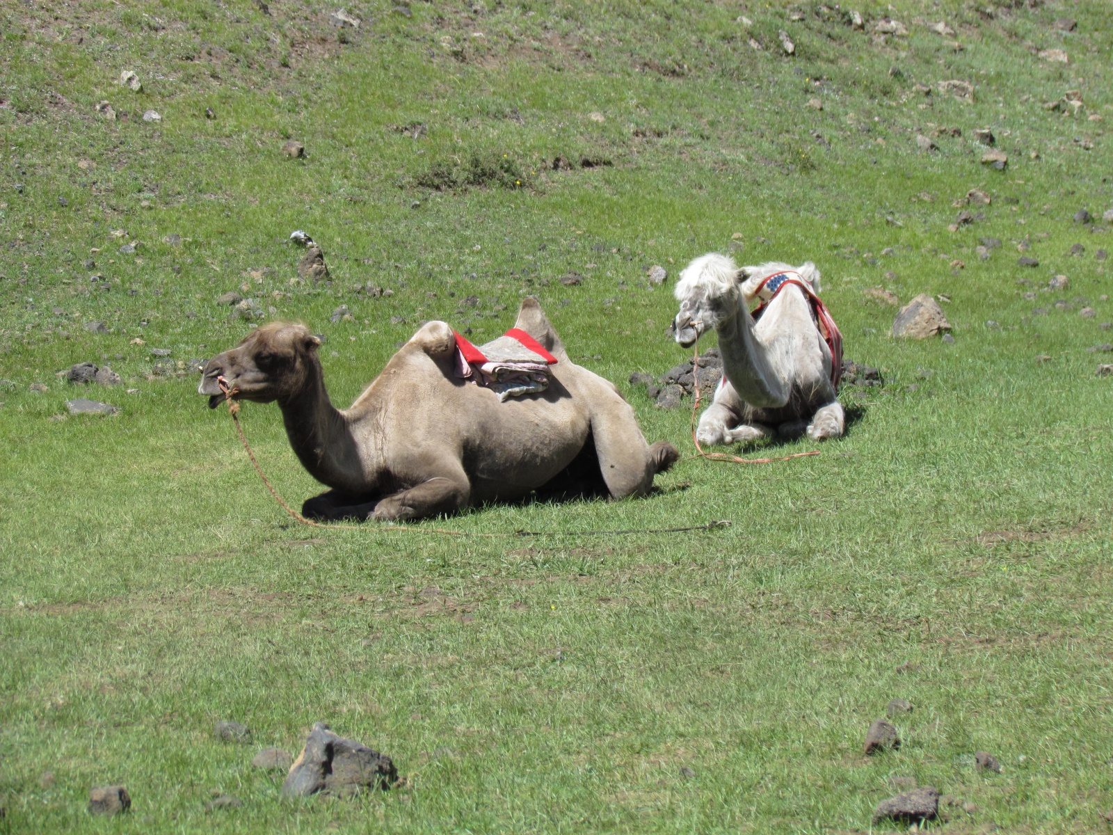 Near Khorgo - Camels