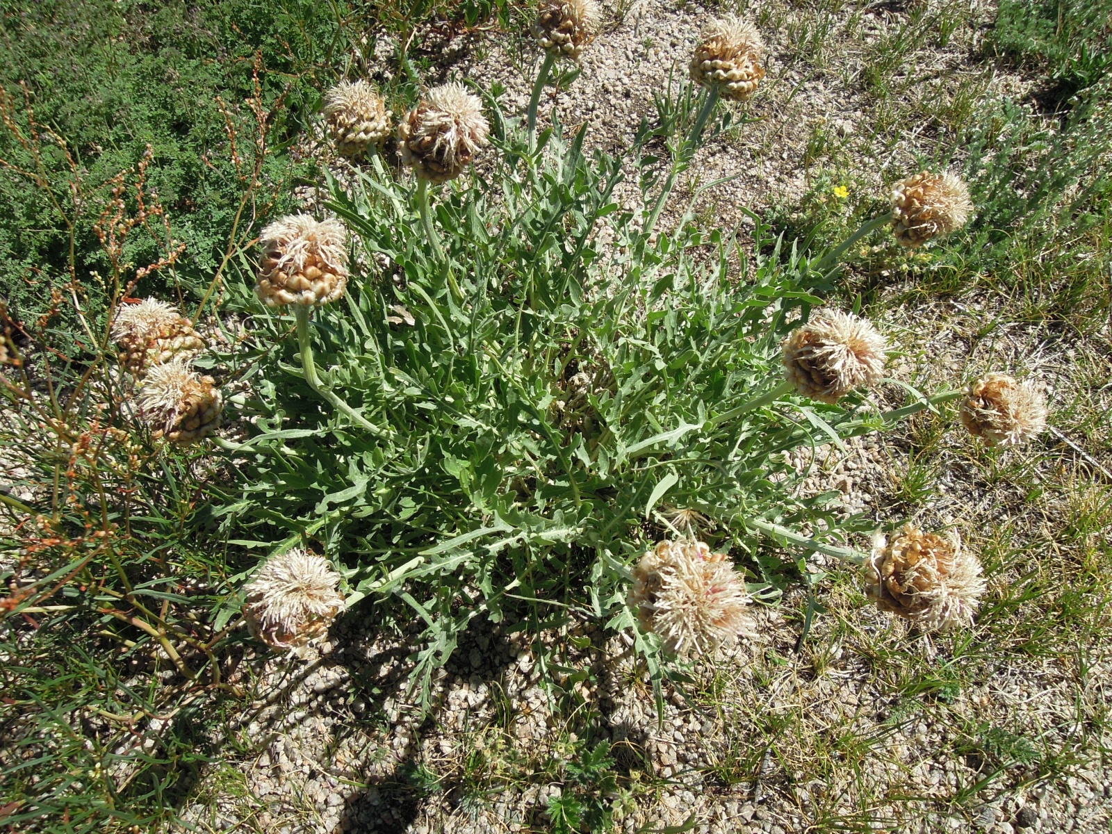 Near Terkhiin Tsagaan Lake - Maral root (Rhaponticum)