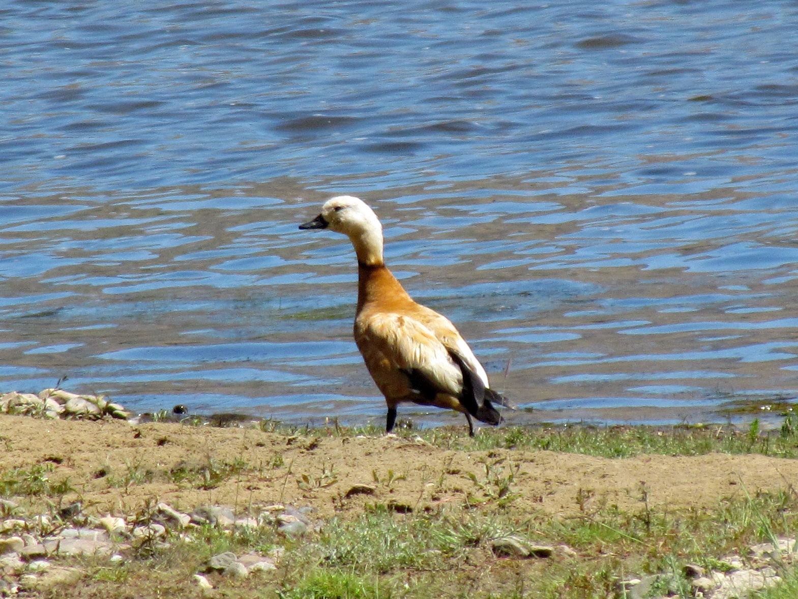 Near Jargalant - Ruddy shelduck (Tadorna ferruginea)
