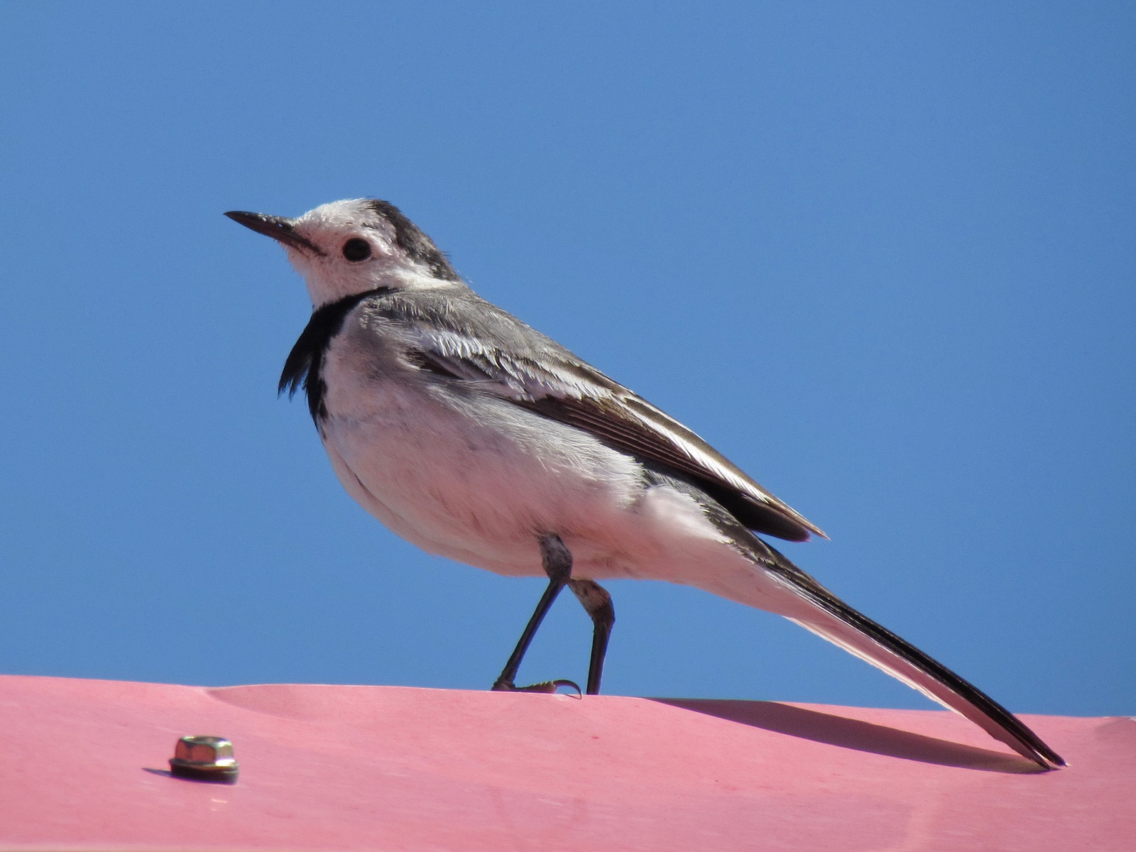 Ulziit ger camp - White wagtail (Motacilla alba baicalensis)