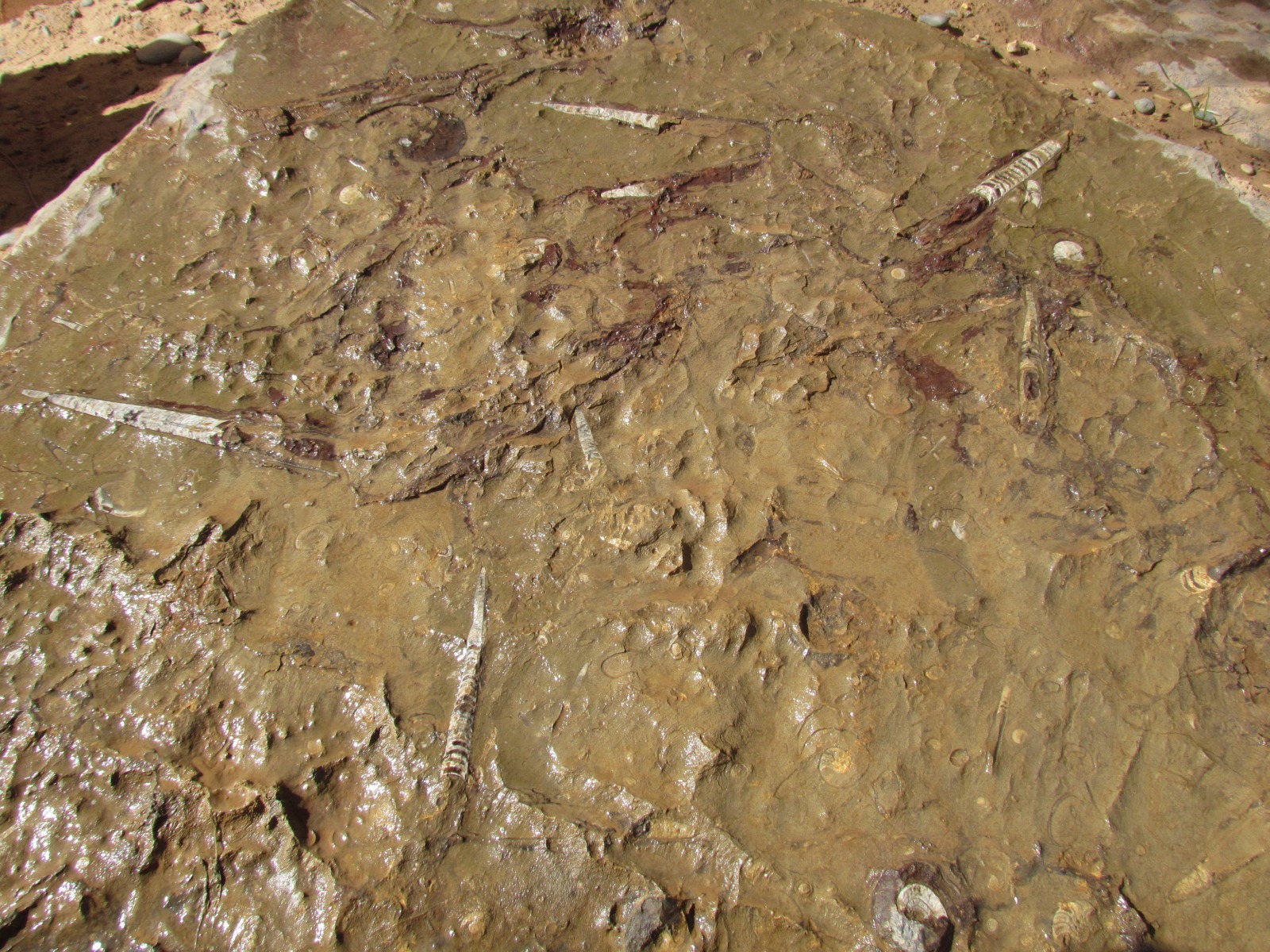 Erfoud - Fossil factory