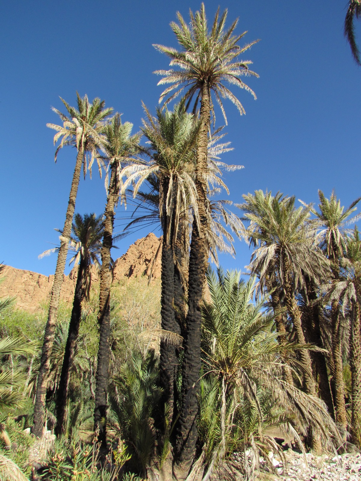 Ait Snan - Burned palma trees