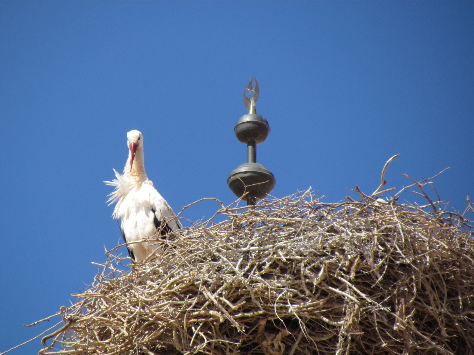 Ait Benhaddou - Stork on a minaret