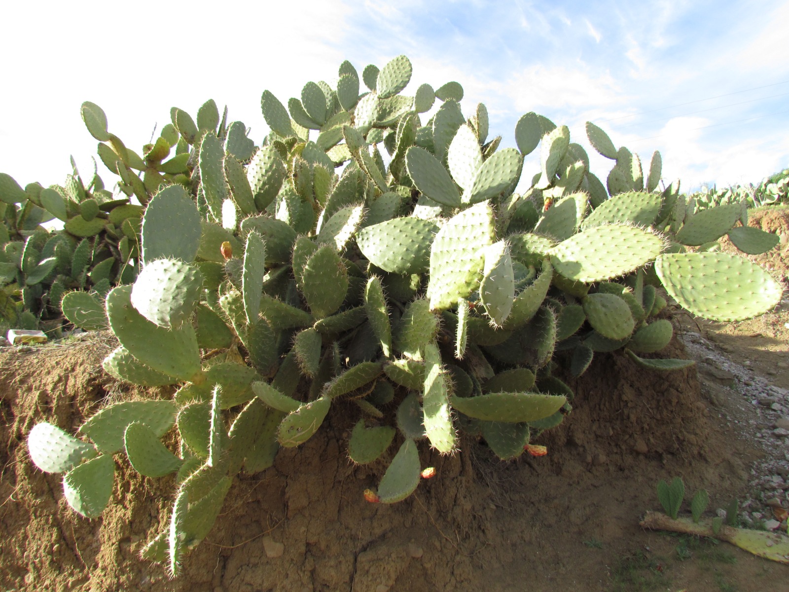 Talbanine - Opuntia
