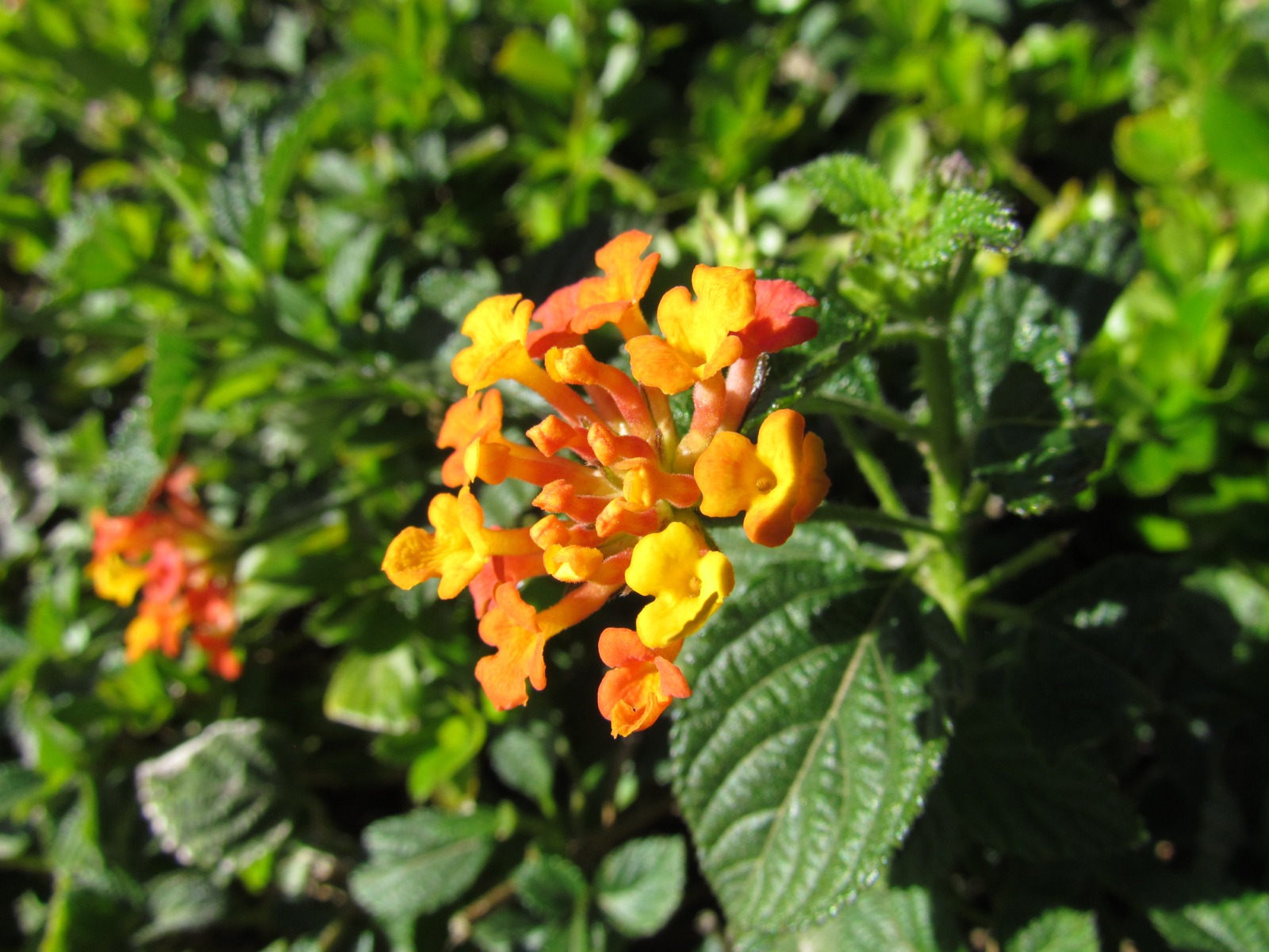 Marrakesh - Koutobia - Park - Plant