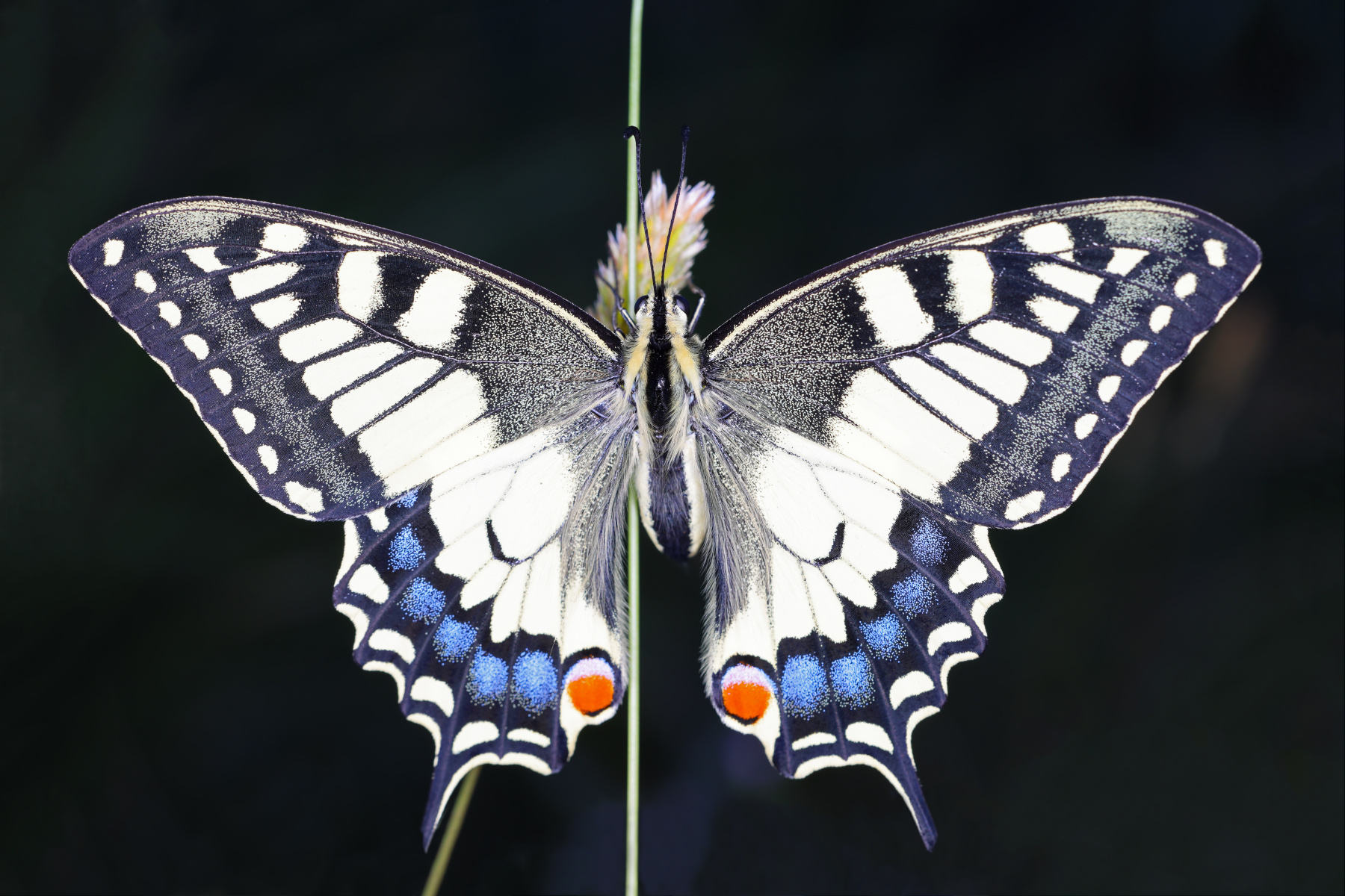 L'Argentiere-la-Bessee - Old World swallowtail (Papilio machaon)