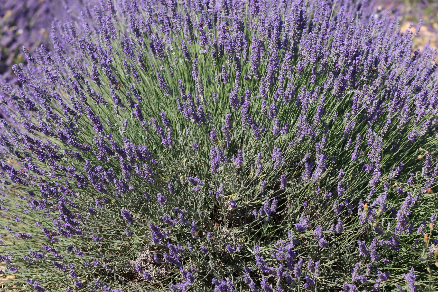 Valensole - Lavender fields