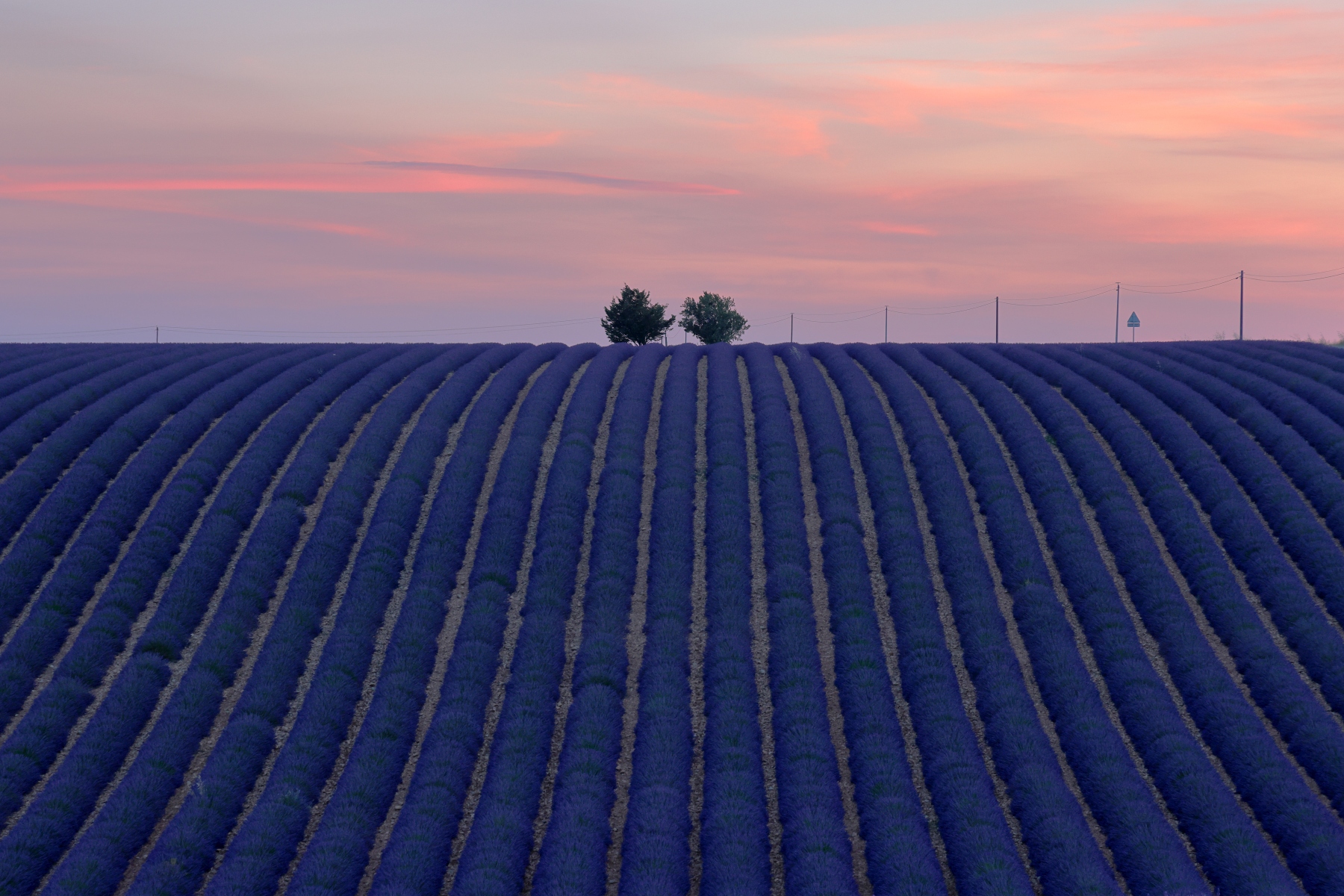 Valensole - Lavender fields - Sunset