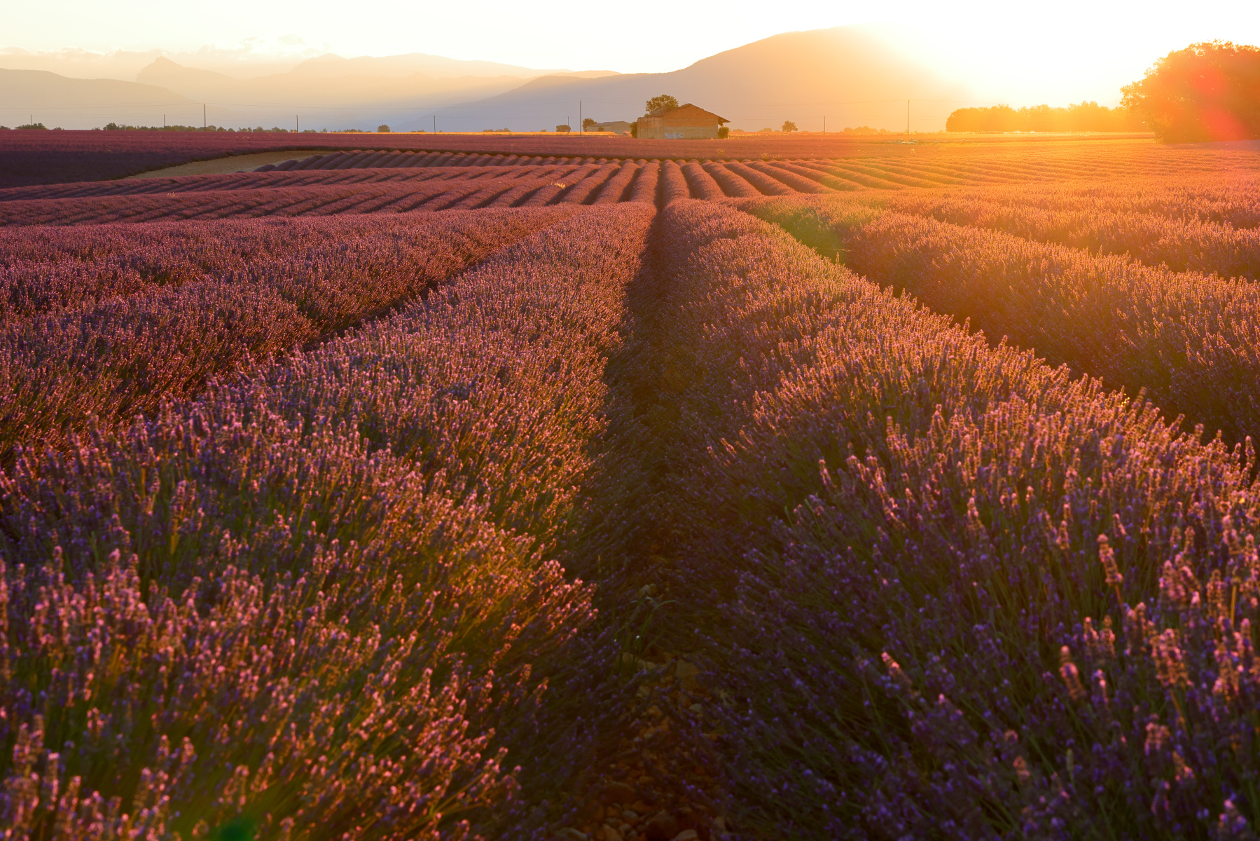 Valensole - Lavender fields - Sunrise