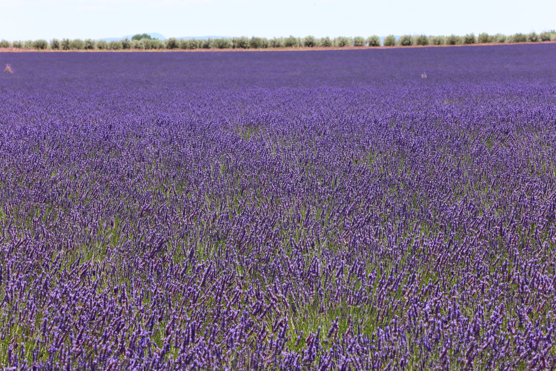 Valensole - Lavender fields