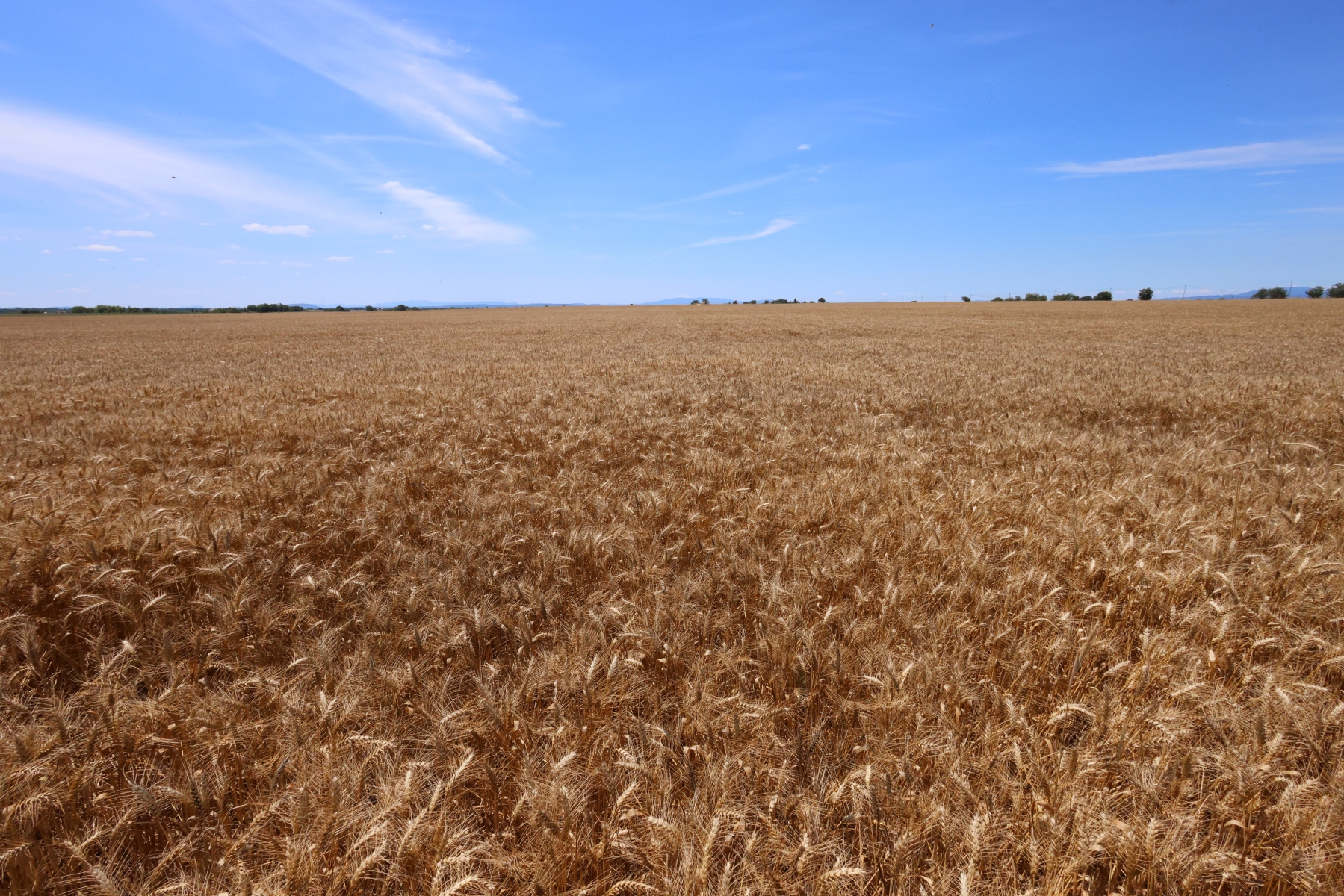 Valensole - Wheat fields
