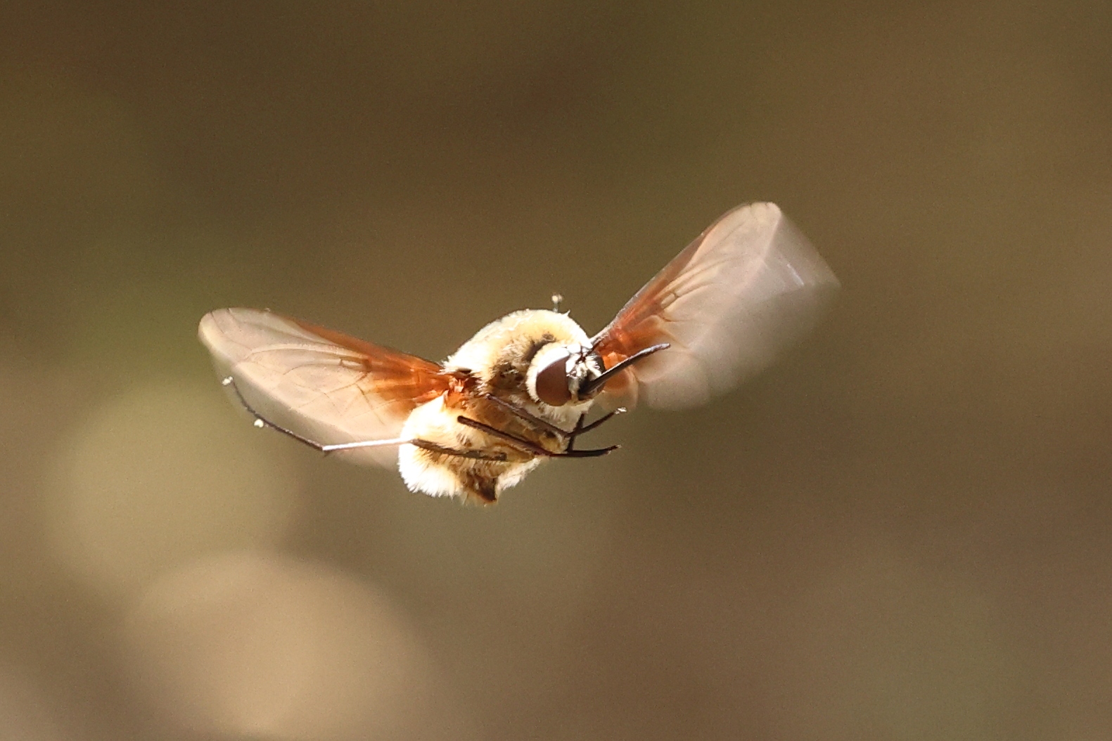 Valensole - Greater bee fly (Bombylius major)