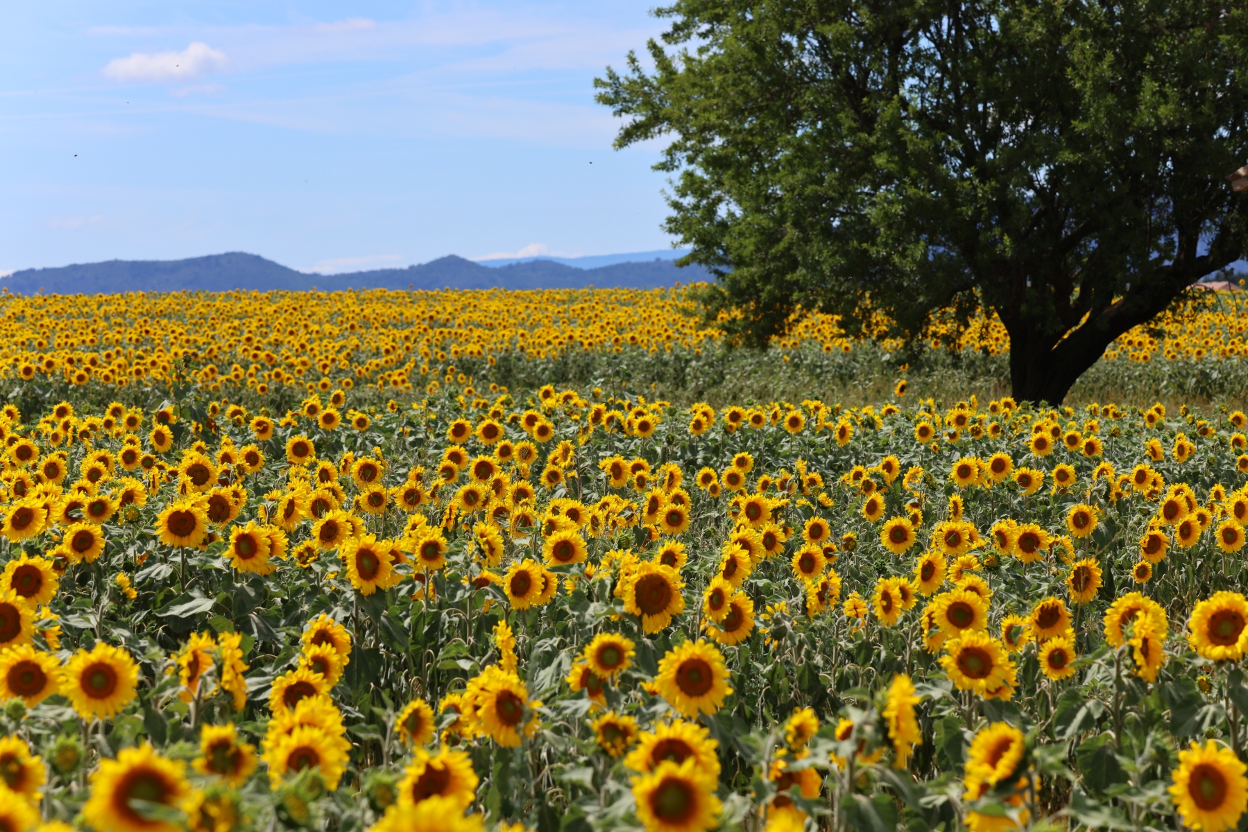 Valensole - Sunflower field