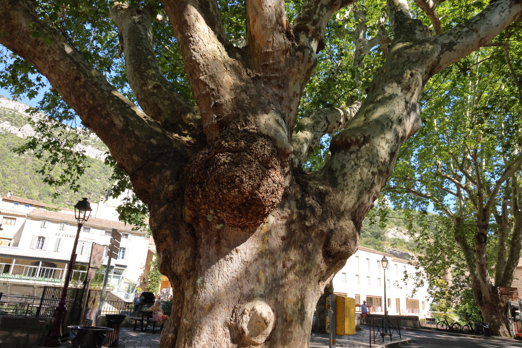 Fontaine de Vaucluse - Platanus tree