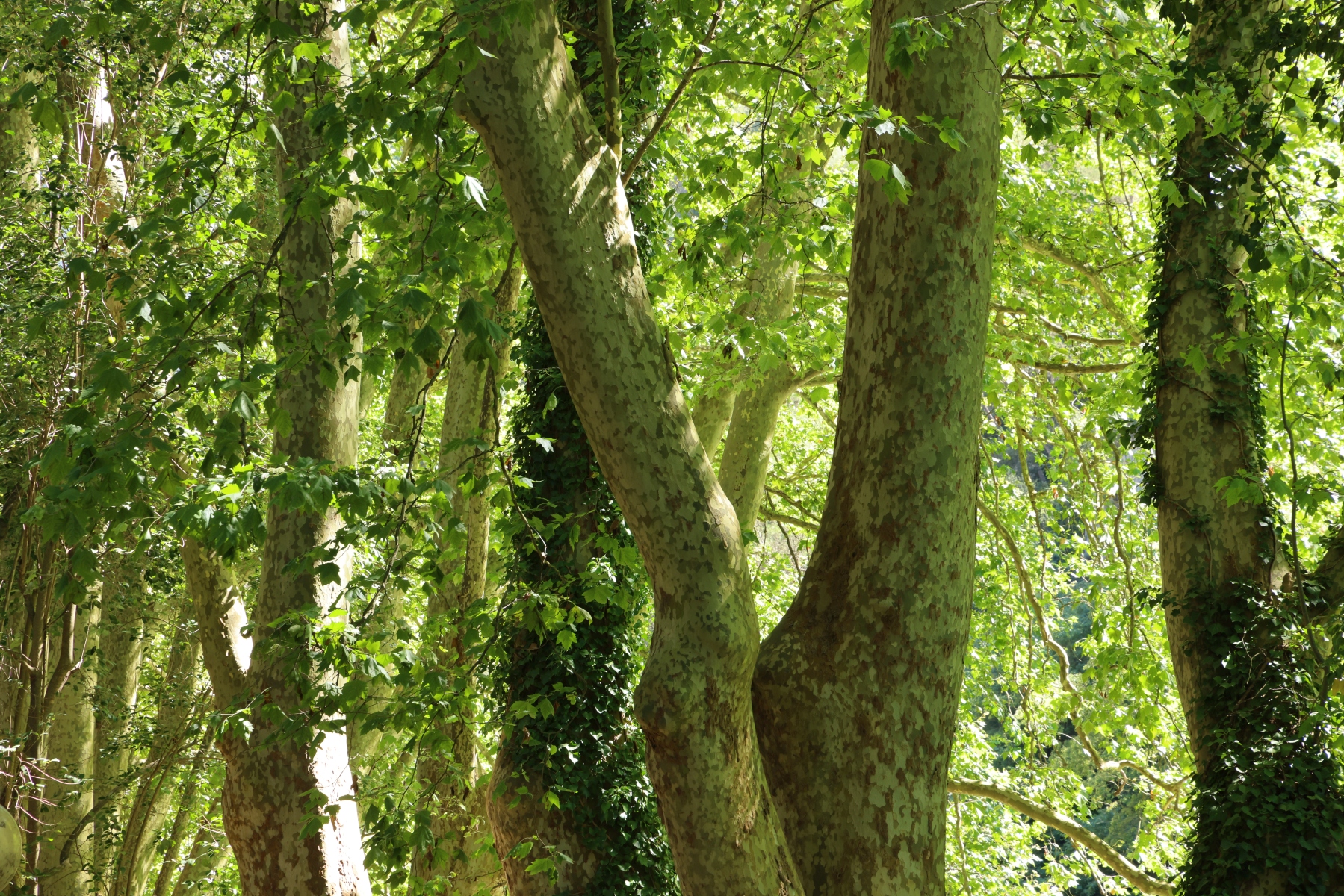 Fontaine de Vaucluse - Trees
