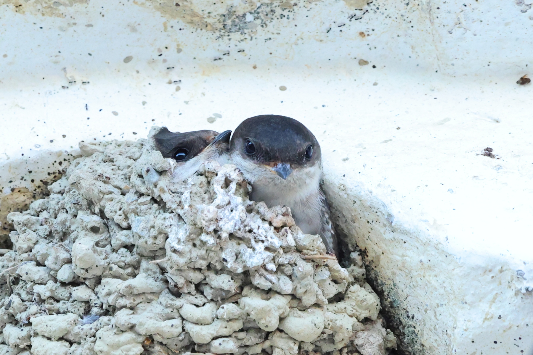 Hotel Mas de Sylvereal - House martin (Delichon urbicum)