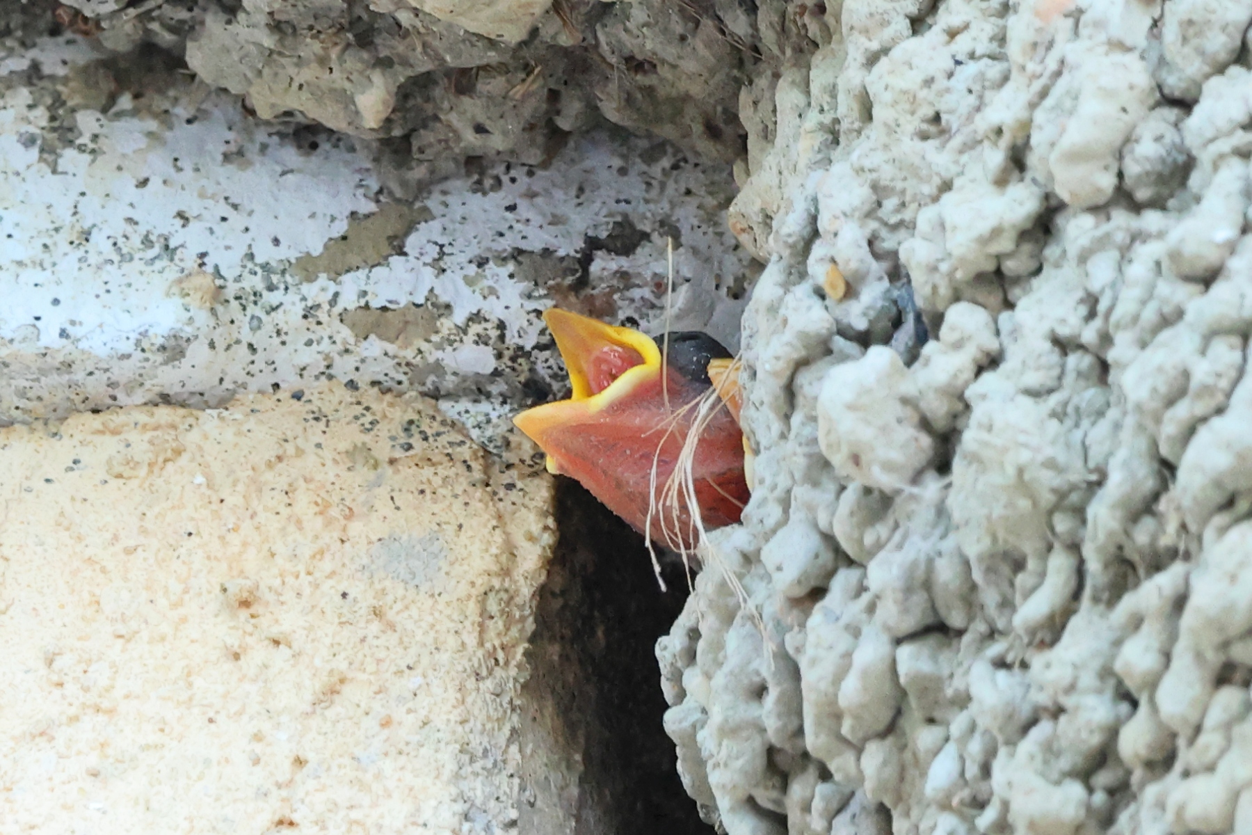 Hotel Mas de Sylvereal - House martin (Delichon urbicum)