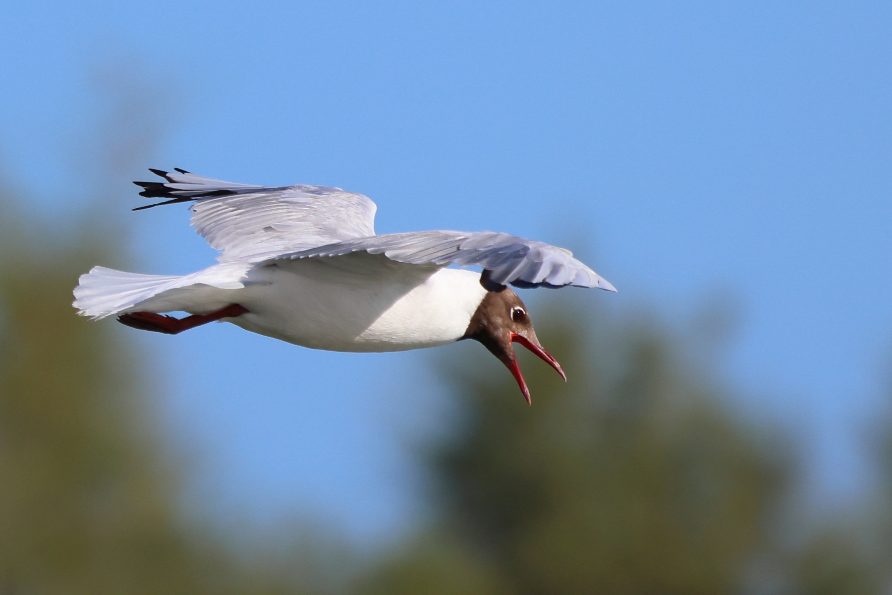 Ornithological Park of Pont de Gau - Black-headed gull